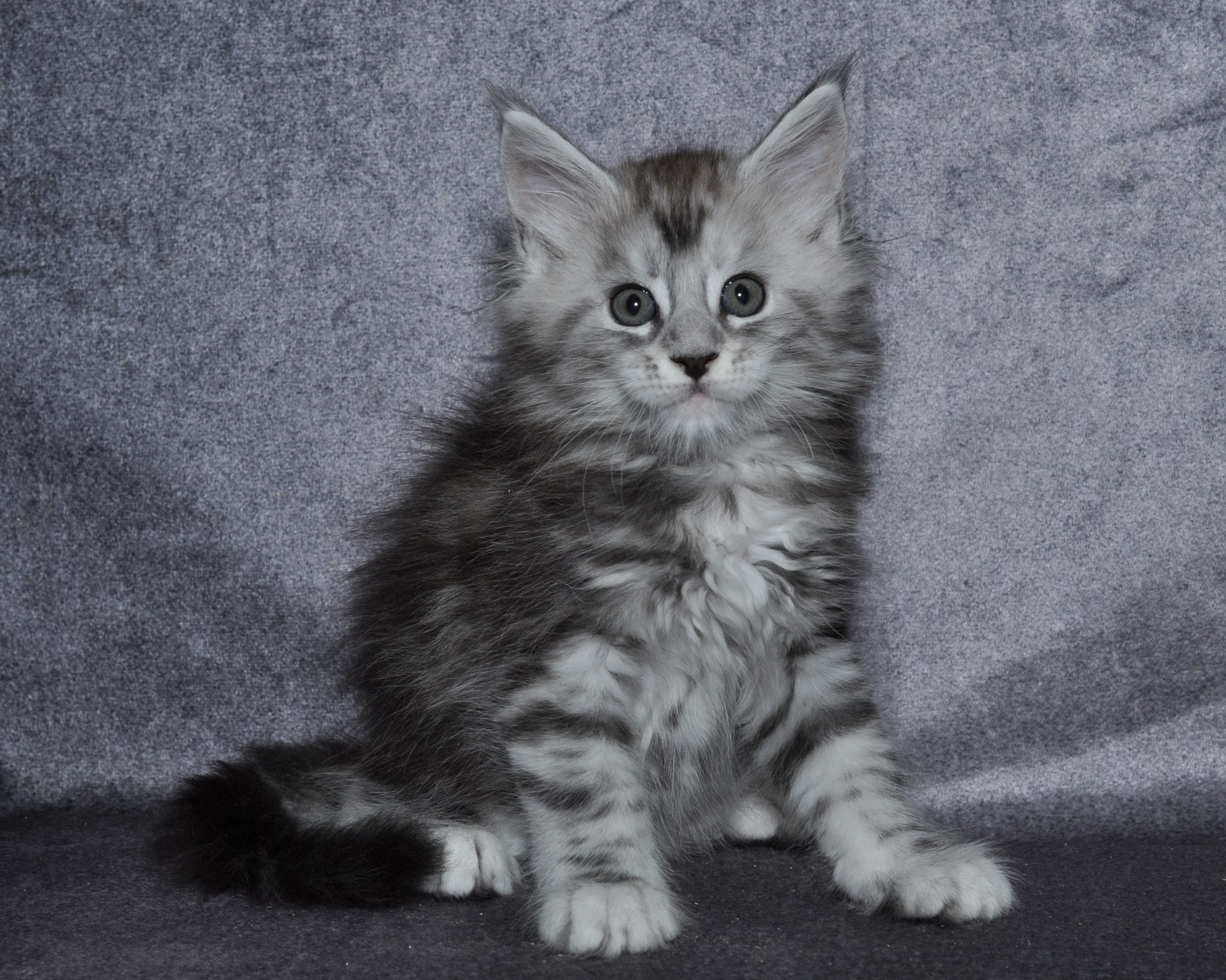 A fluffy cat sitting on top of a blanket.