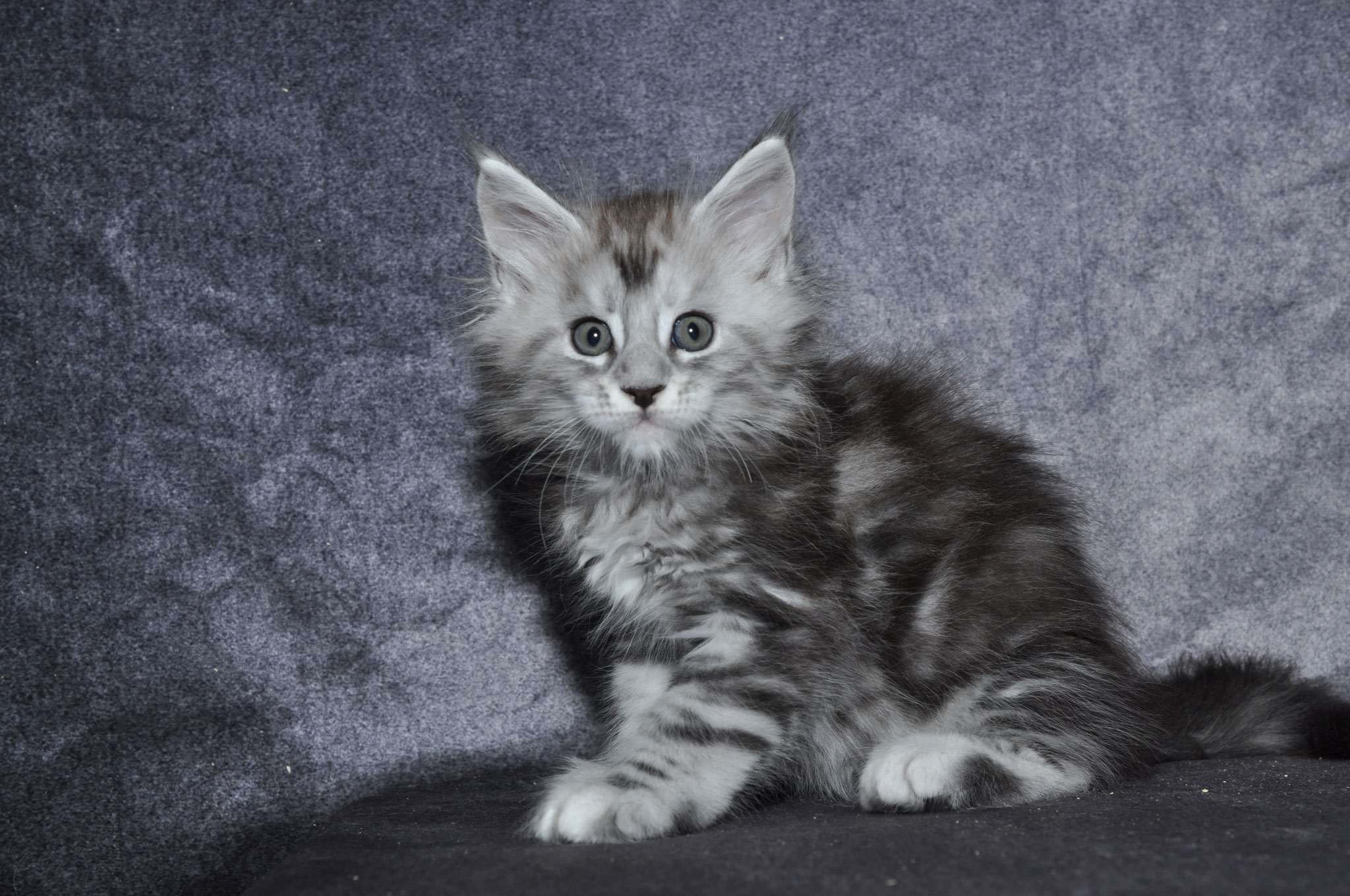A fluffy cat sitting on top of a blanket.