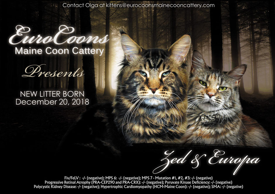 A poster of two cats with the date december 2 0, 2 0 1 8.