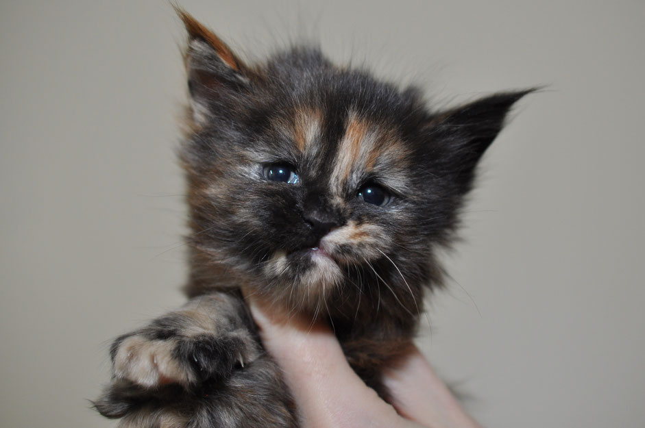 A cat is being held by someone 's hand.