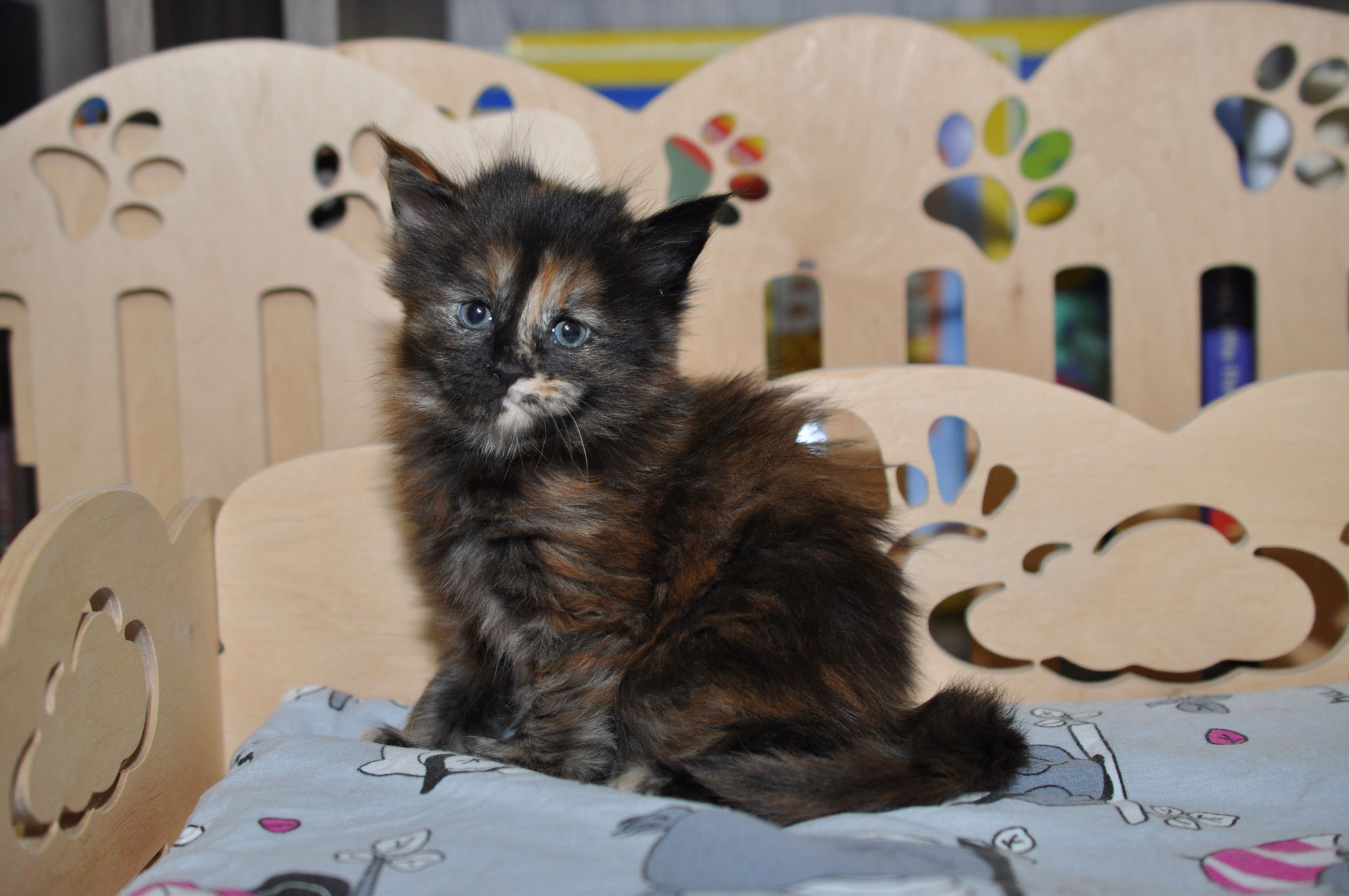 A cat sitting on top of a wooden chair.