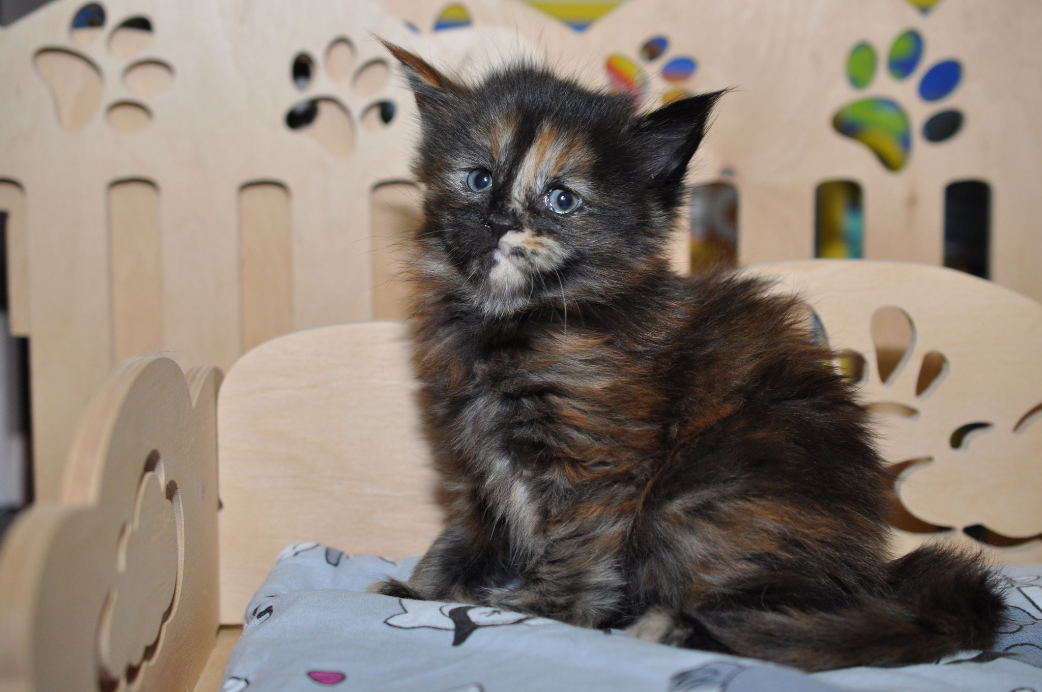 A cat sitting on top of a wooden chair.