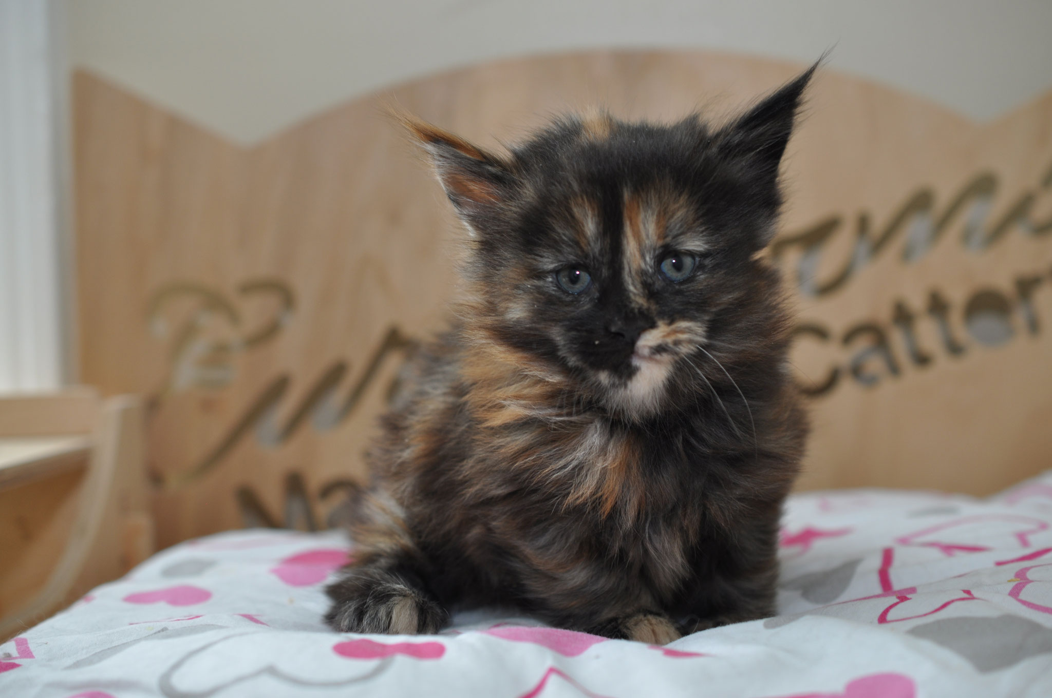 A cat sitting on top of a bed with its paw in the air.