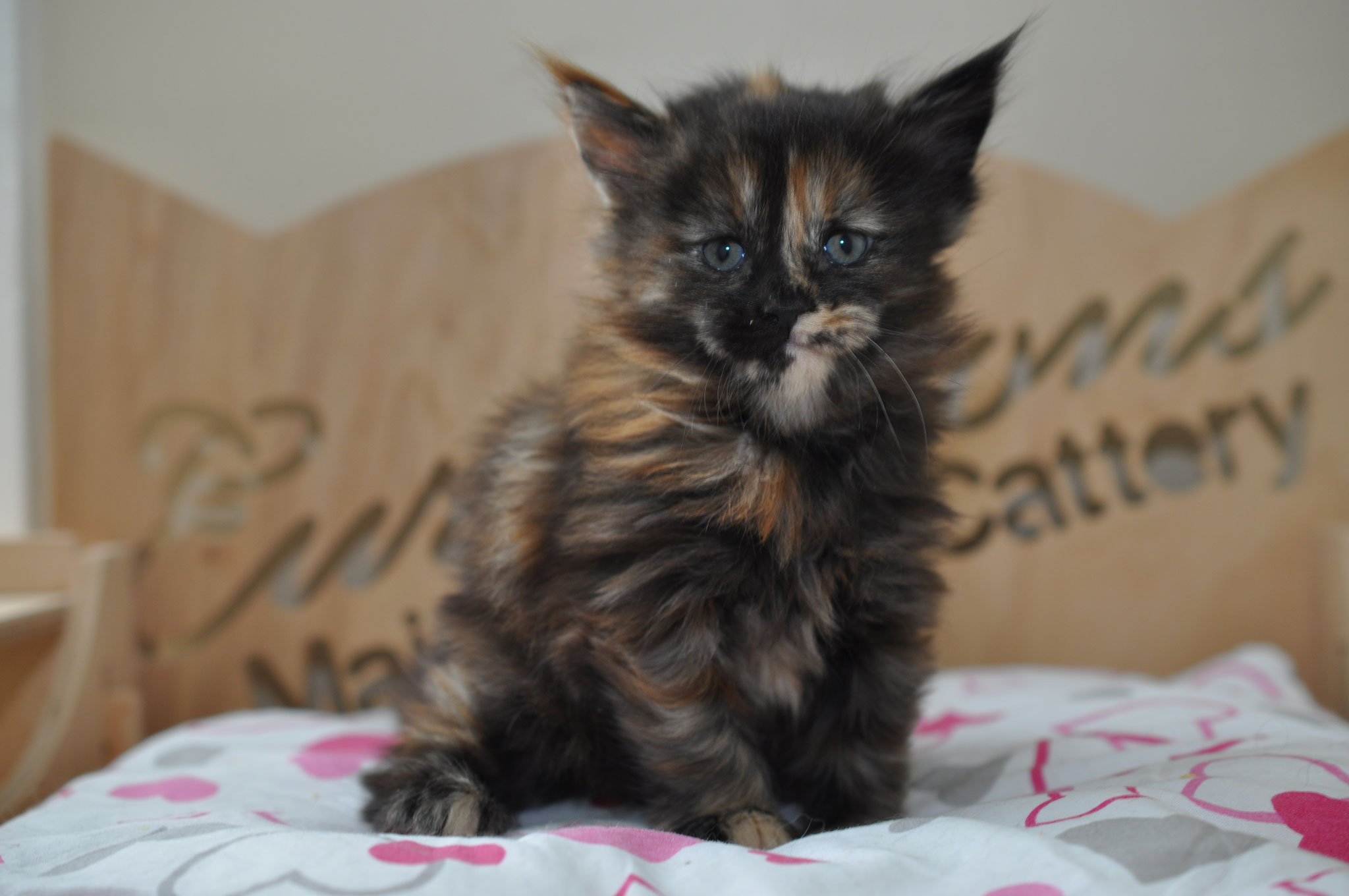 A cat sitting on top of a bed next to a pillow.