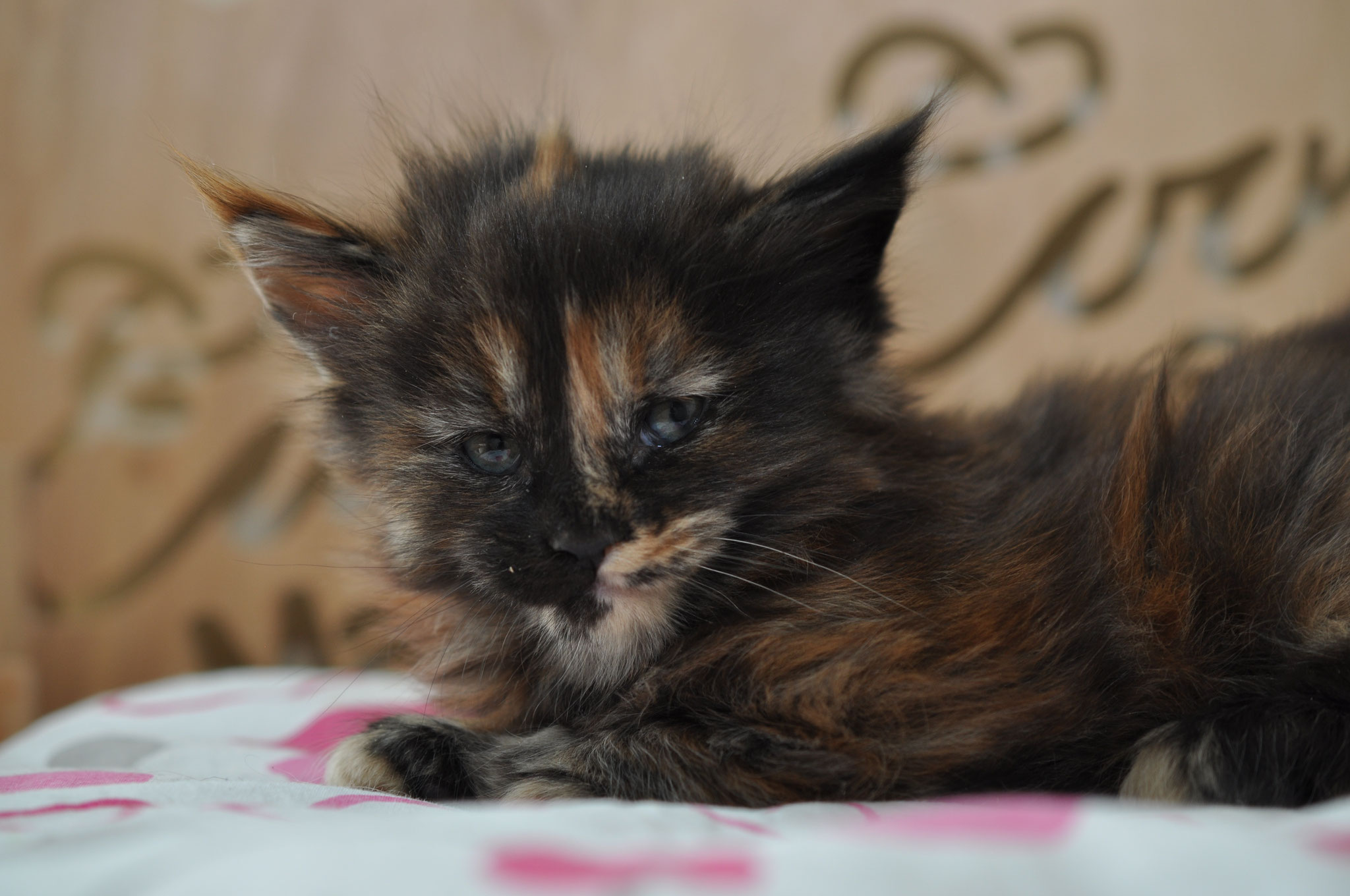 A kitten is laying on the bed looking at something.