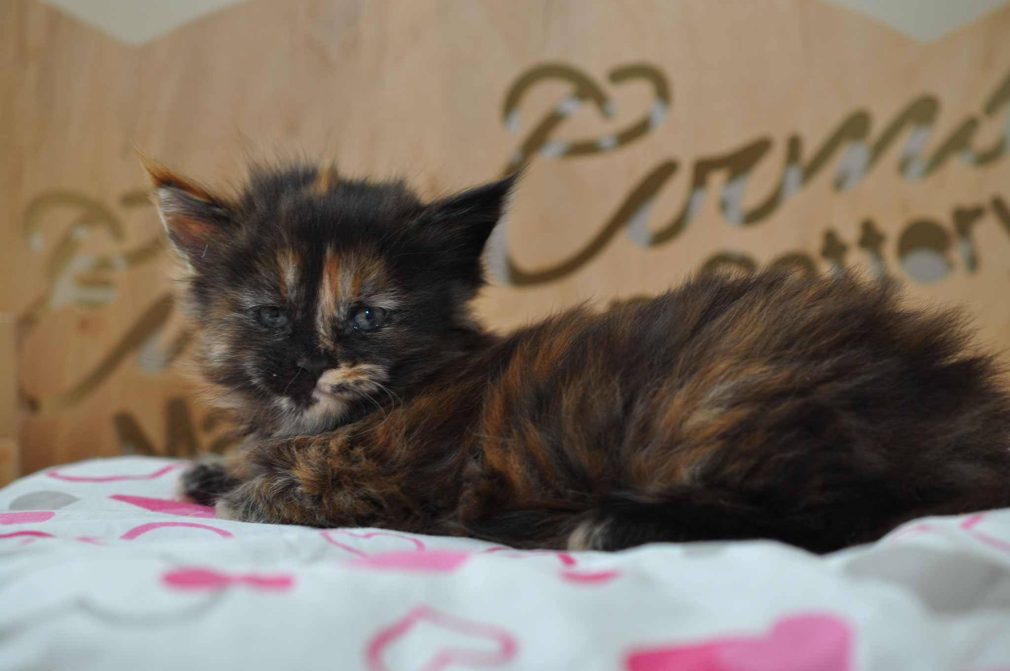 A cat laying on top of a bed next to a wooden sign.