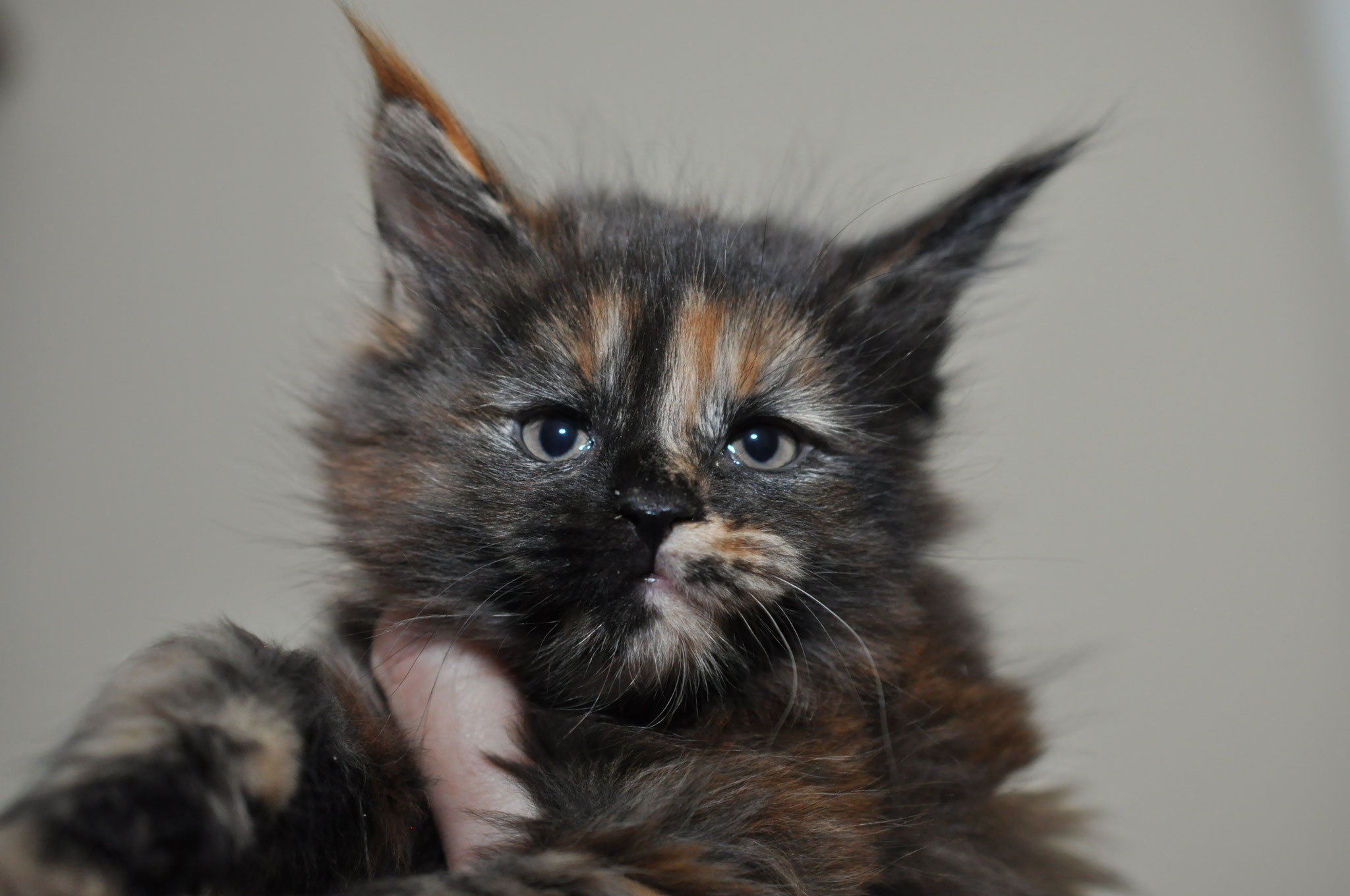 A cat is sitting on someone 's hand.