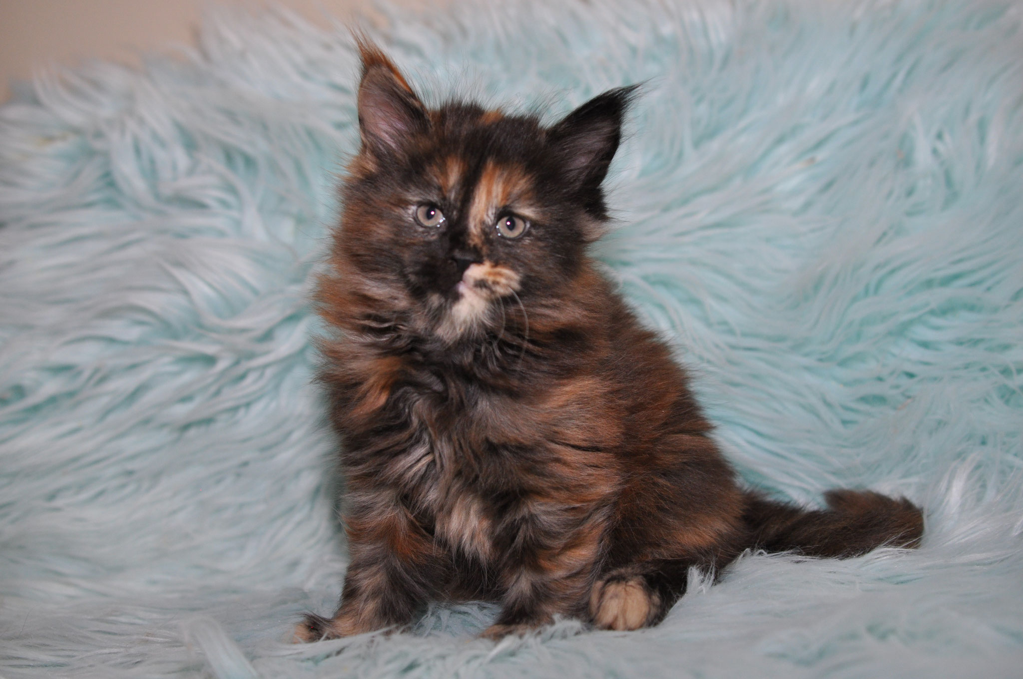 A fluffy cat sitting on top of a blue blanket.
