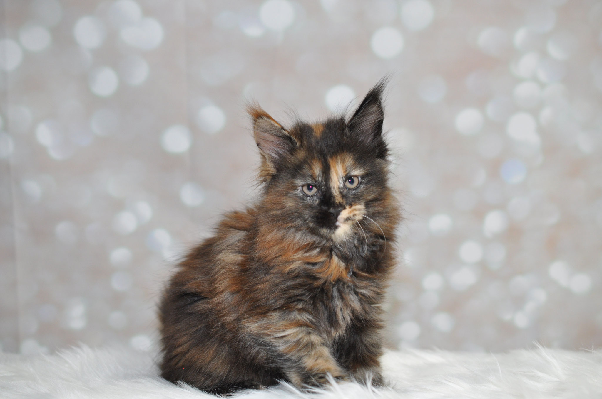 A fluffy cat sitting on top of a white blanket.