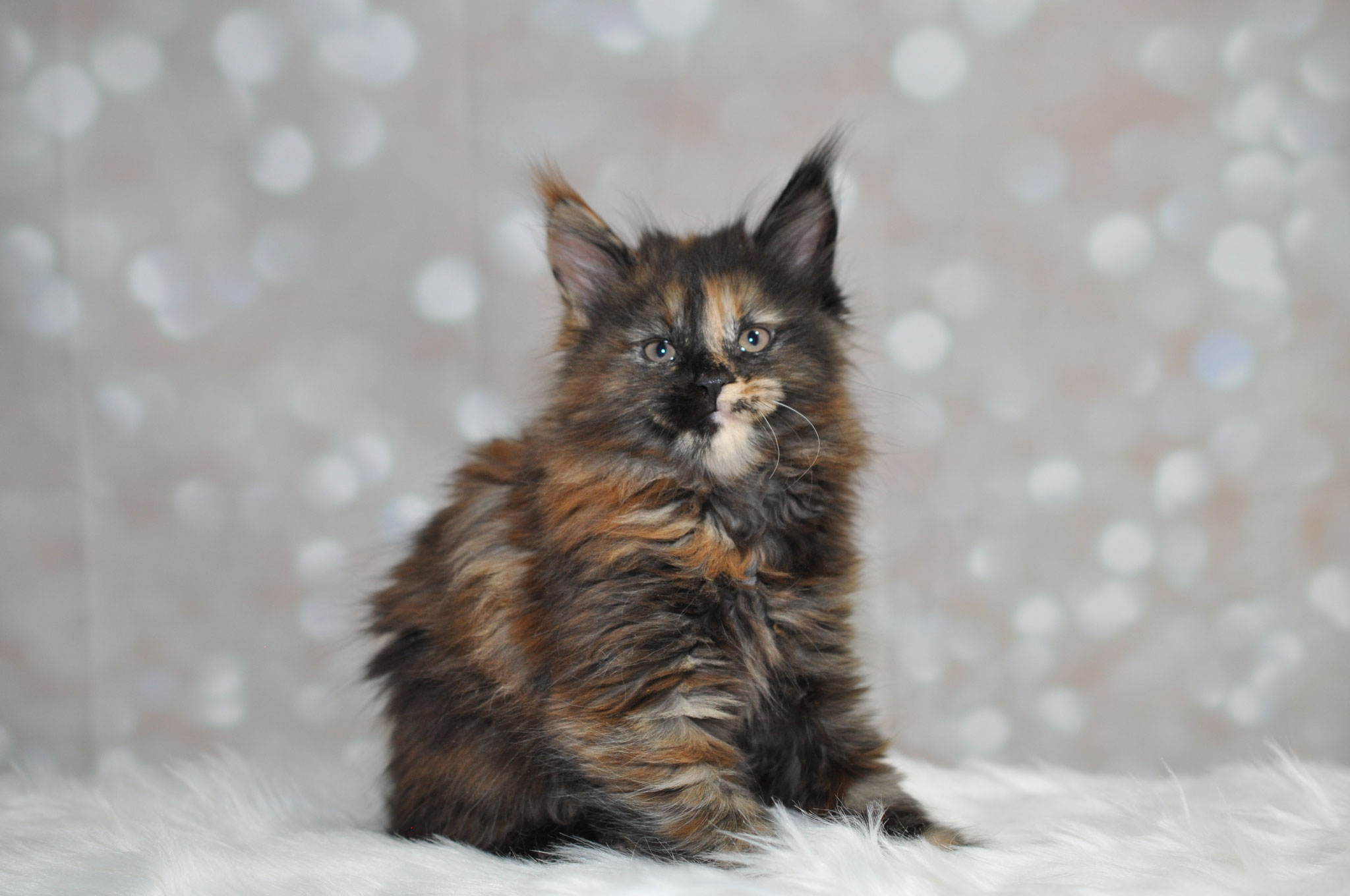 A fluffy cat sitting on top of a white blanket.