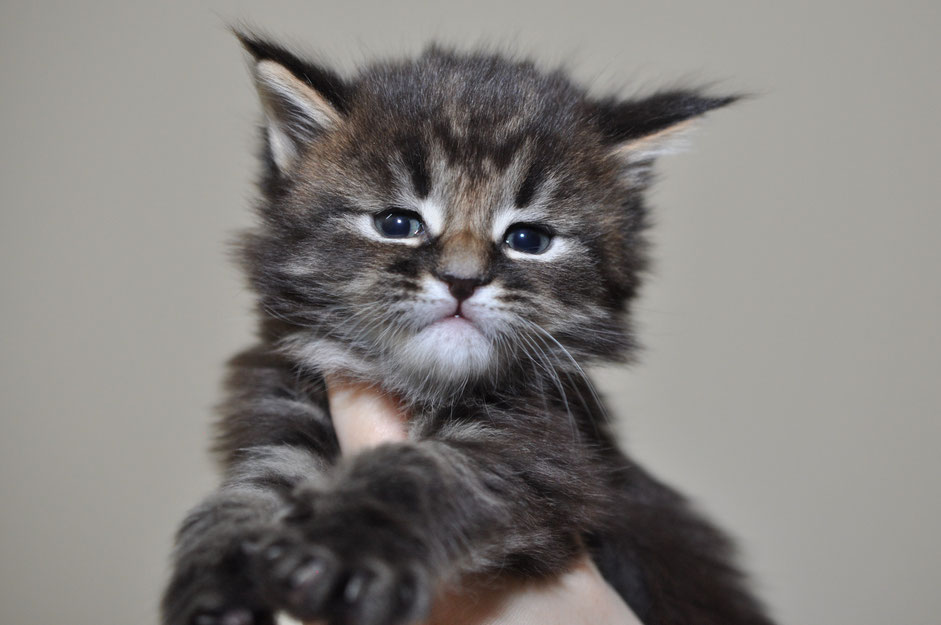 A cat is sitting on someone 's hand.