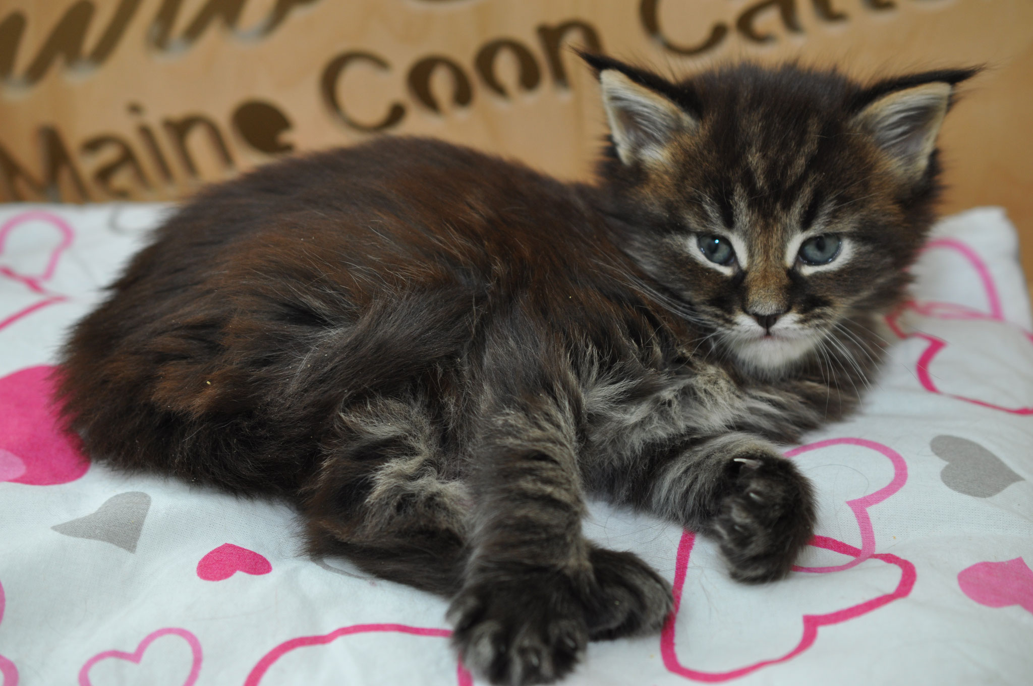 A cat is laying on the ground with its paws crossed.