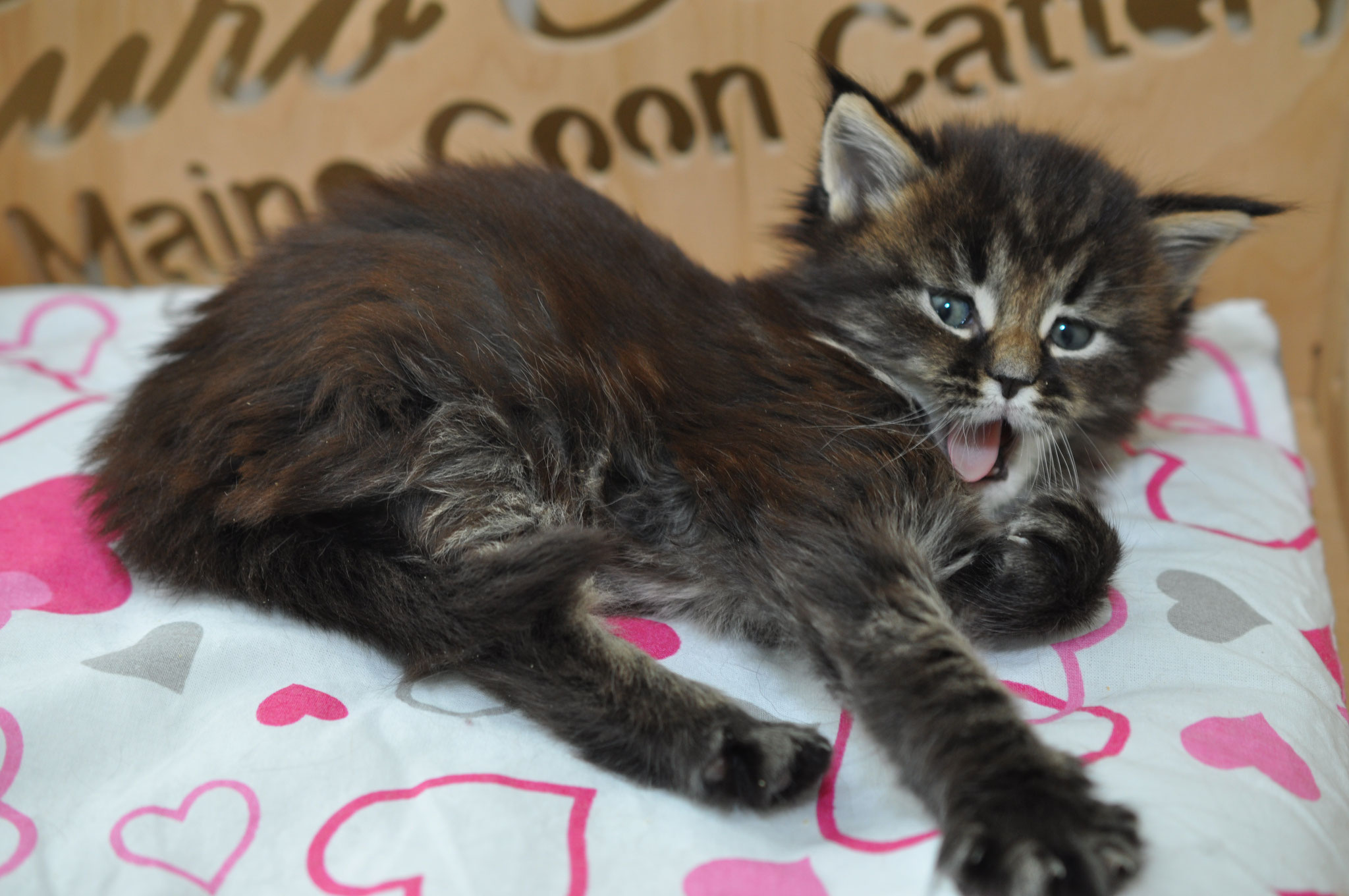 A kitten is laying on the bed and looking at something.