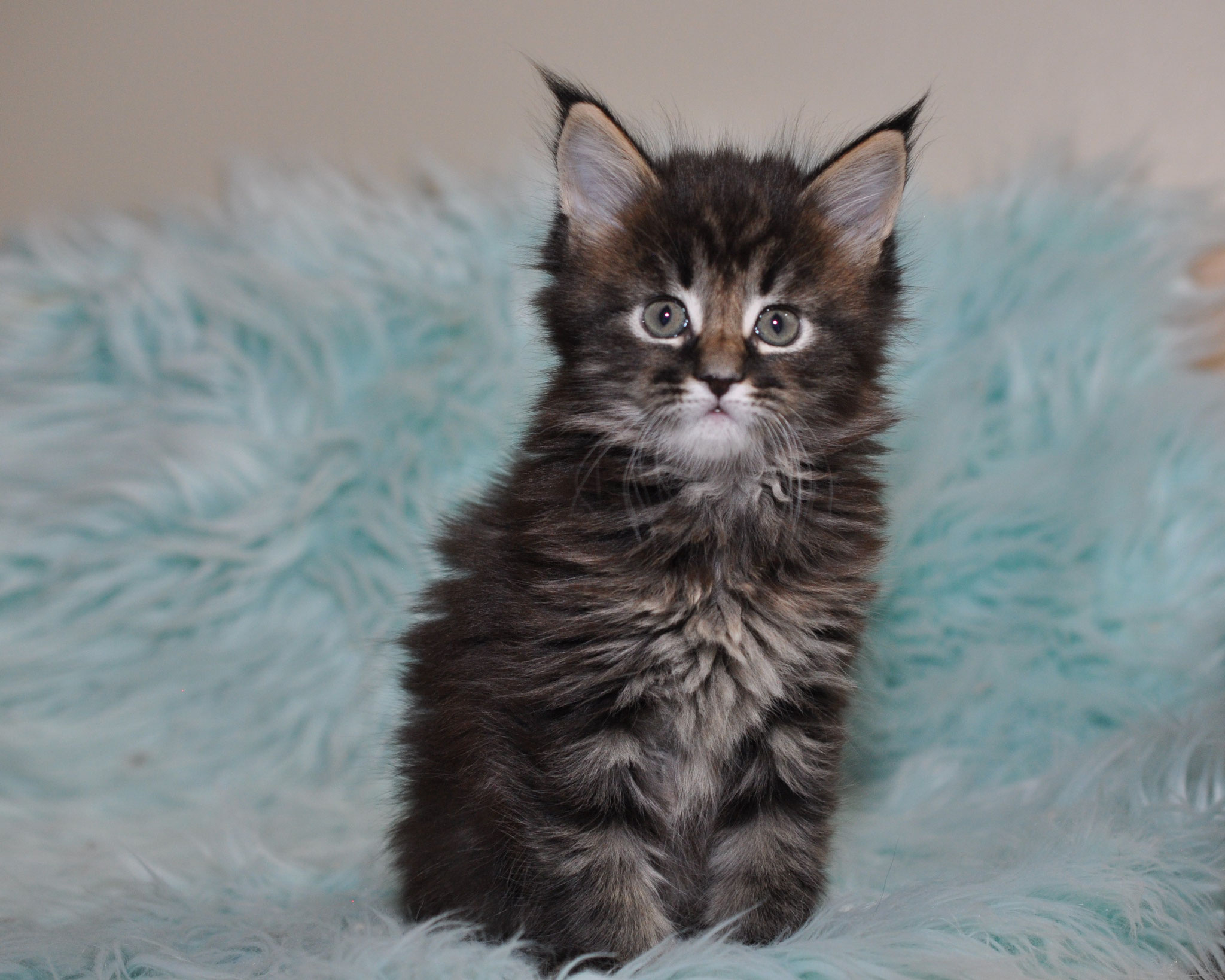 A fluffy cat sitting on top of a blue blanket.