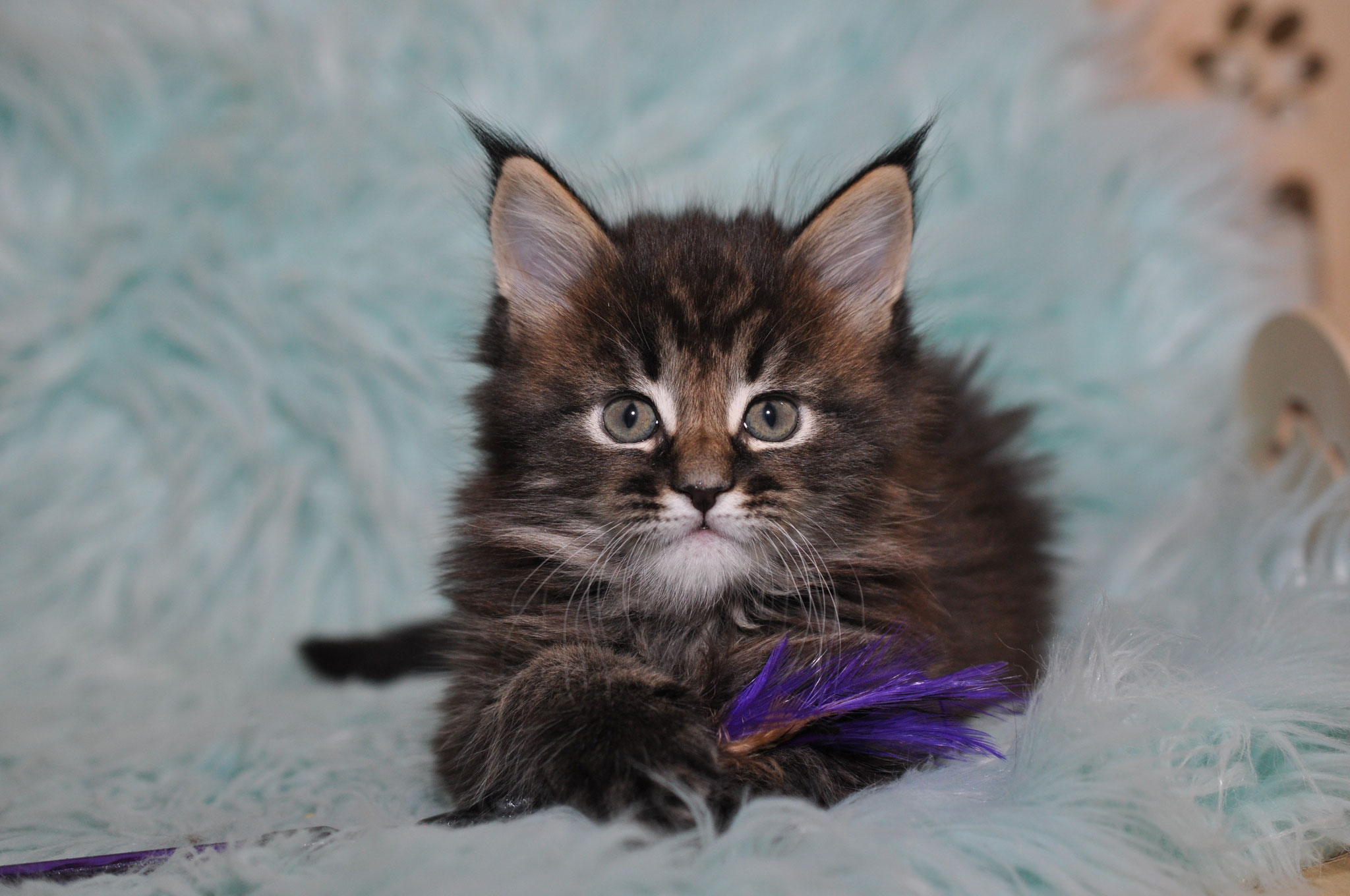 A cat sitting on top of a blanket with a feather.