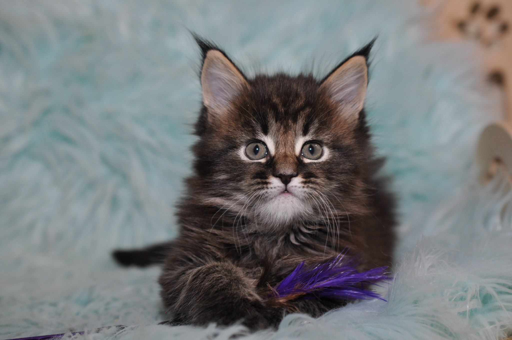 A cat is sitting on the ground with its head up.