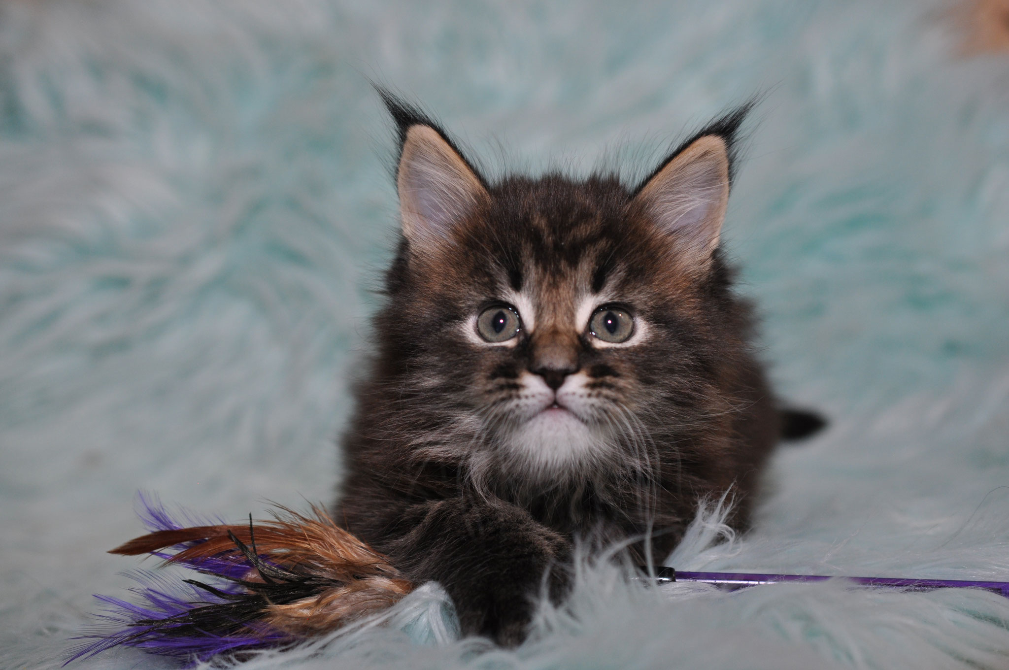 A cat sitting on top of some feathers