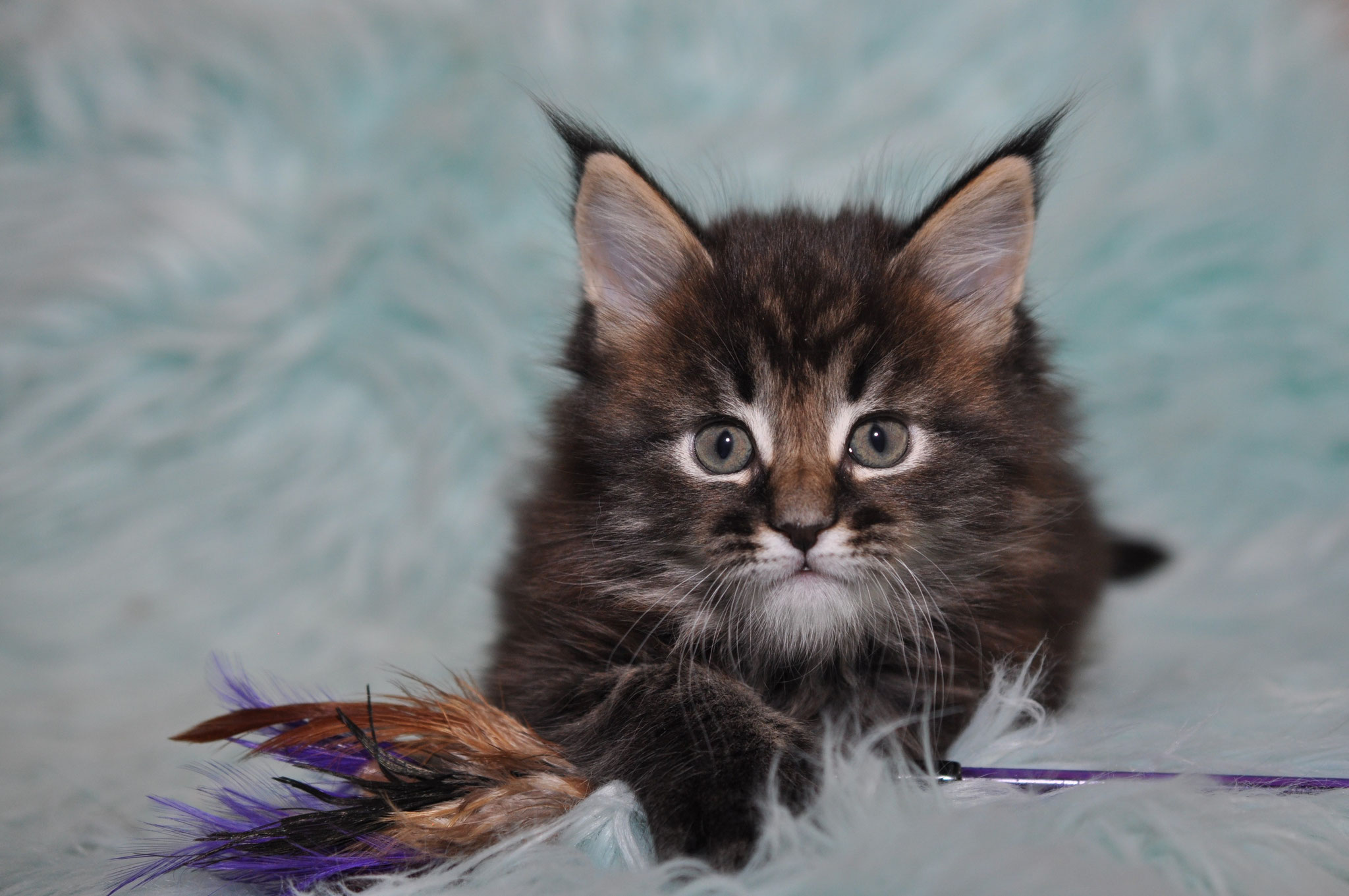 A cat that is sitting on some feathers
