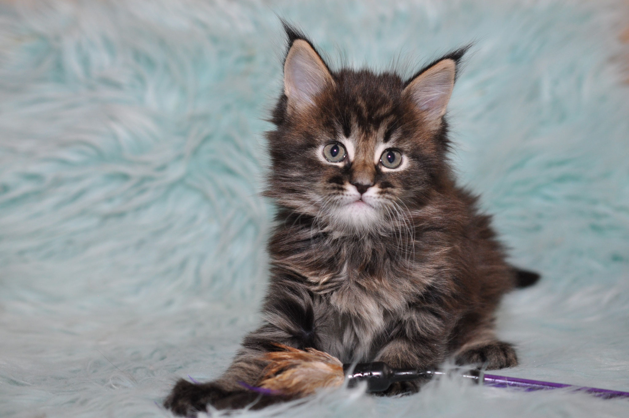 A cat sitting on top of a blanket.