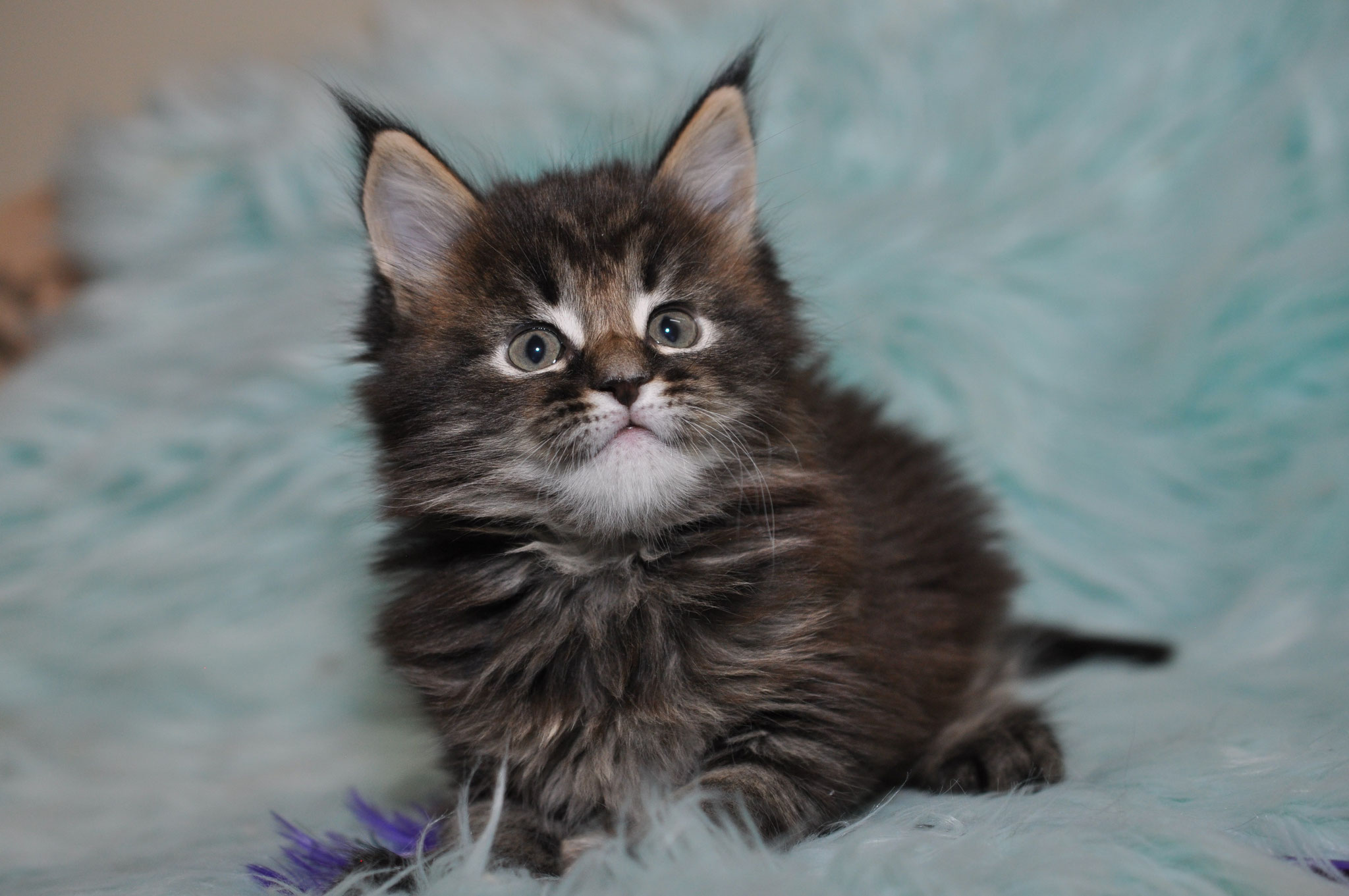 A cat sitting on top of a blanket.