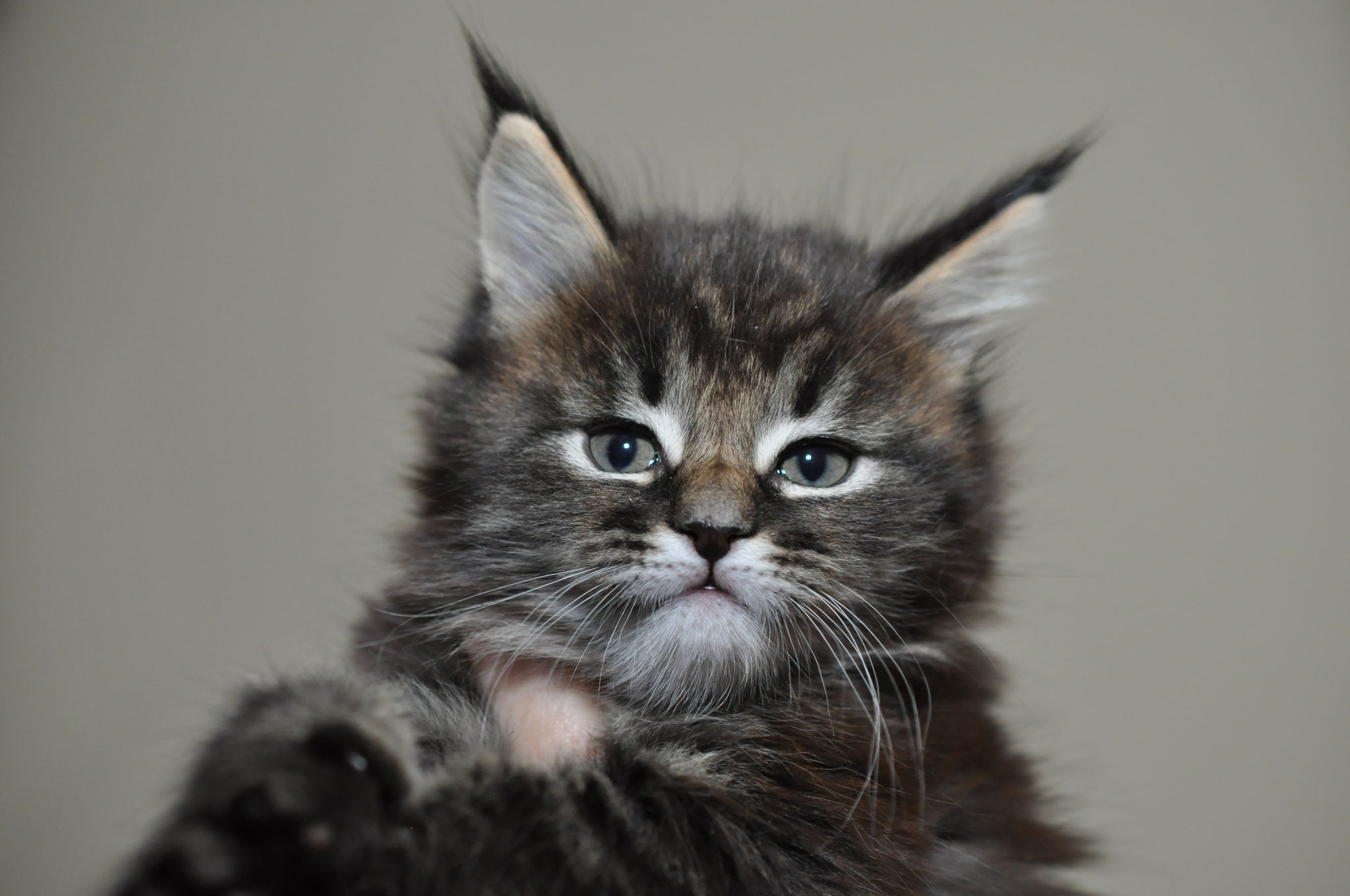 A cat is looking at the camera with its paw.