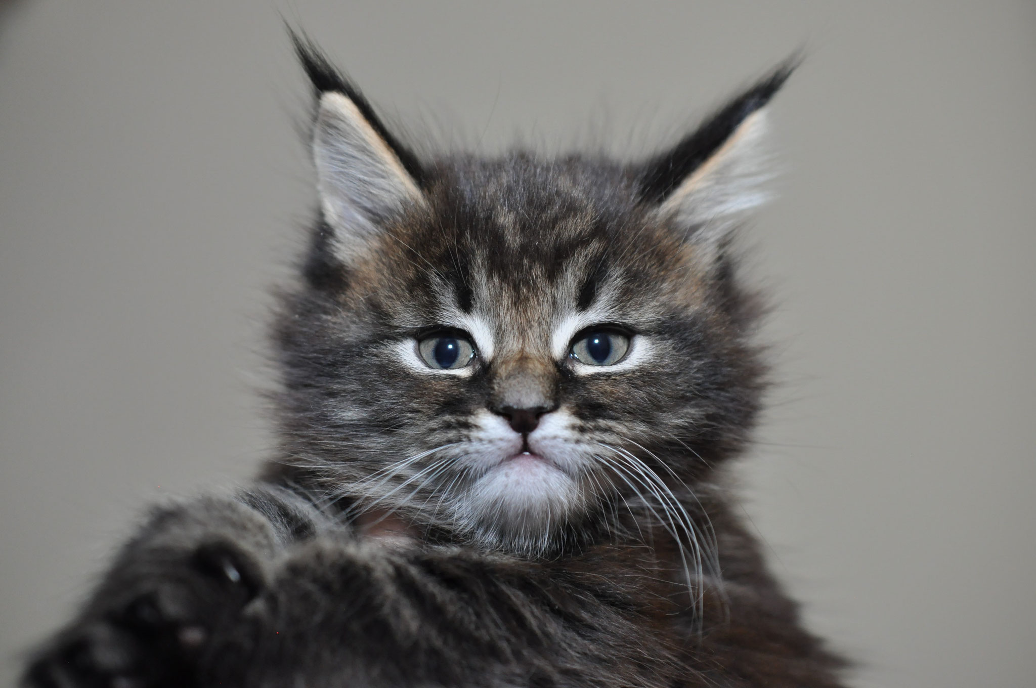 A cat with long hair is looking at the camera.