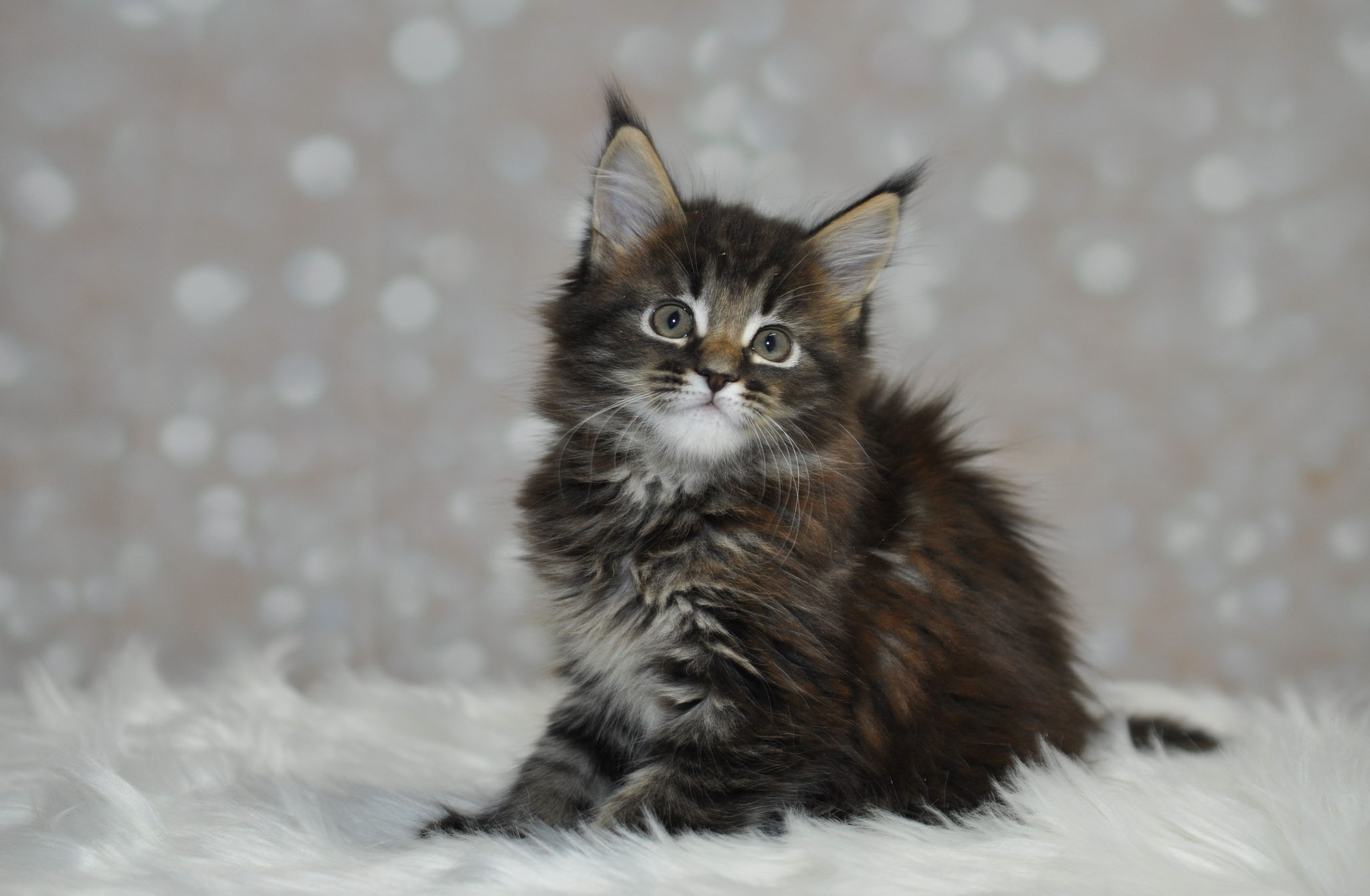 A cat sitting on top of a white blanket.
