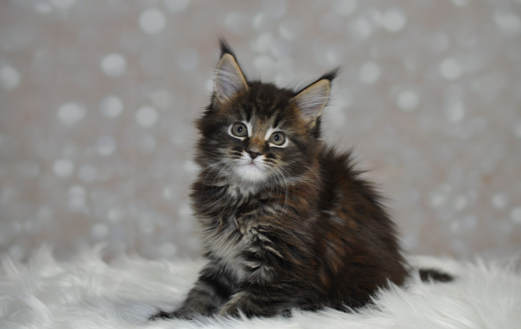 A fluffy cat sitting on top of the ground.