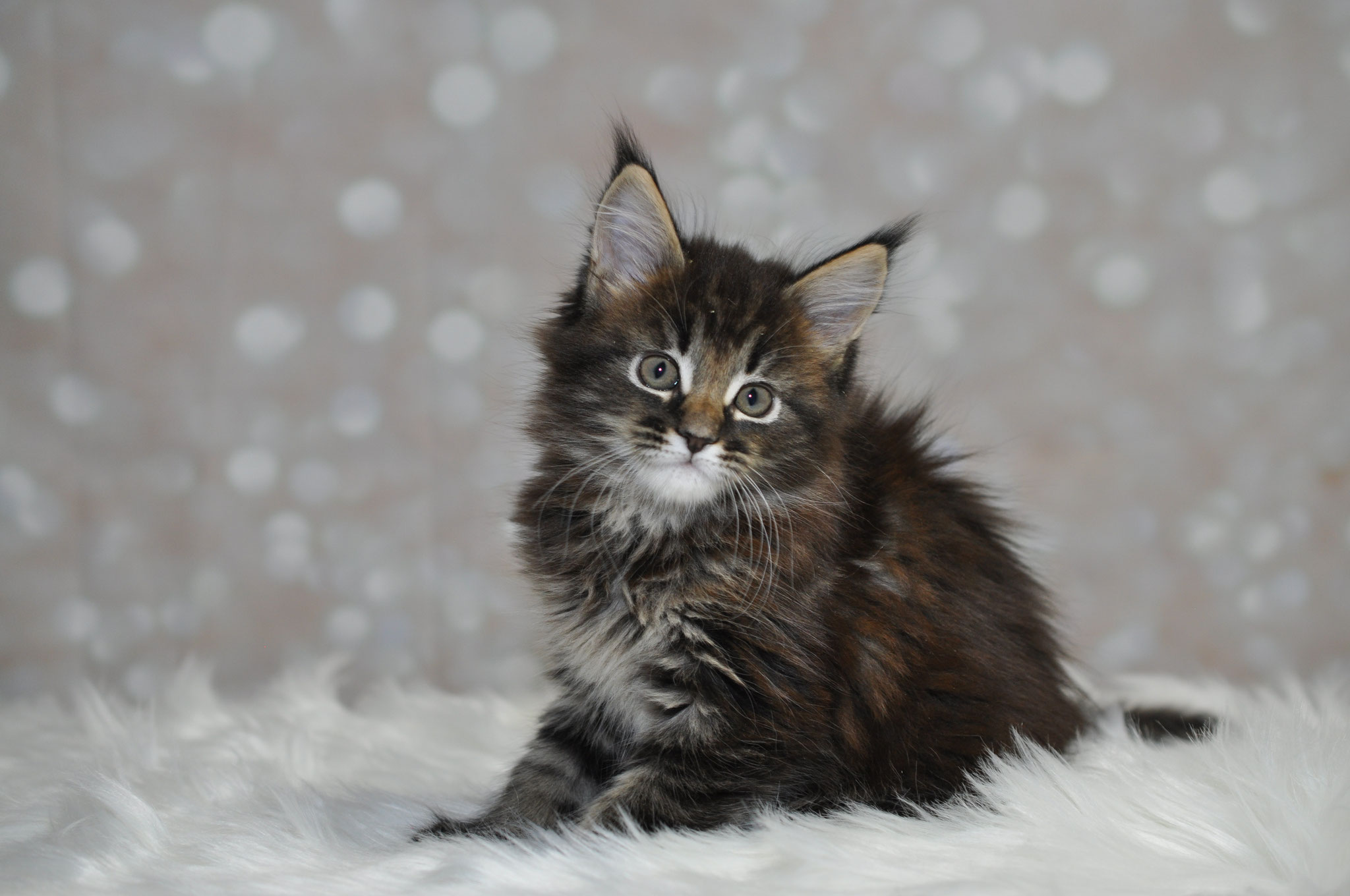 A fluffy cat sitting on top of the ground.