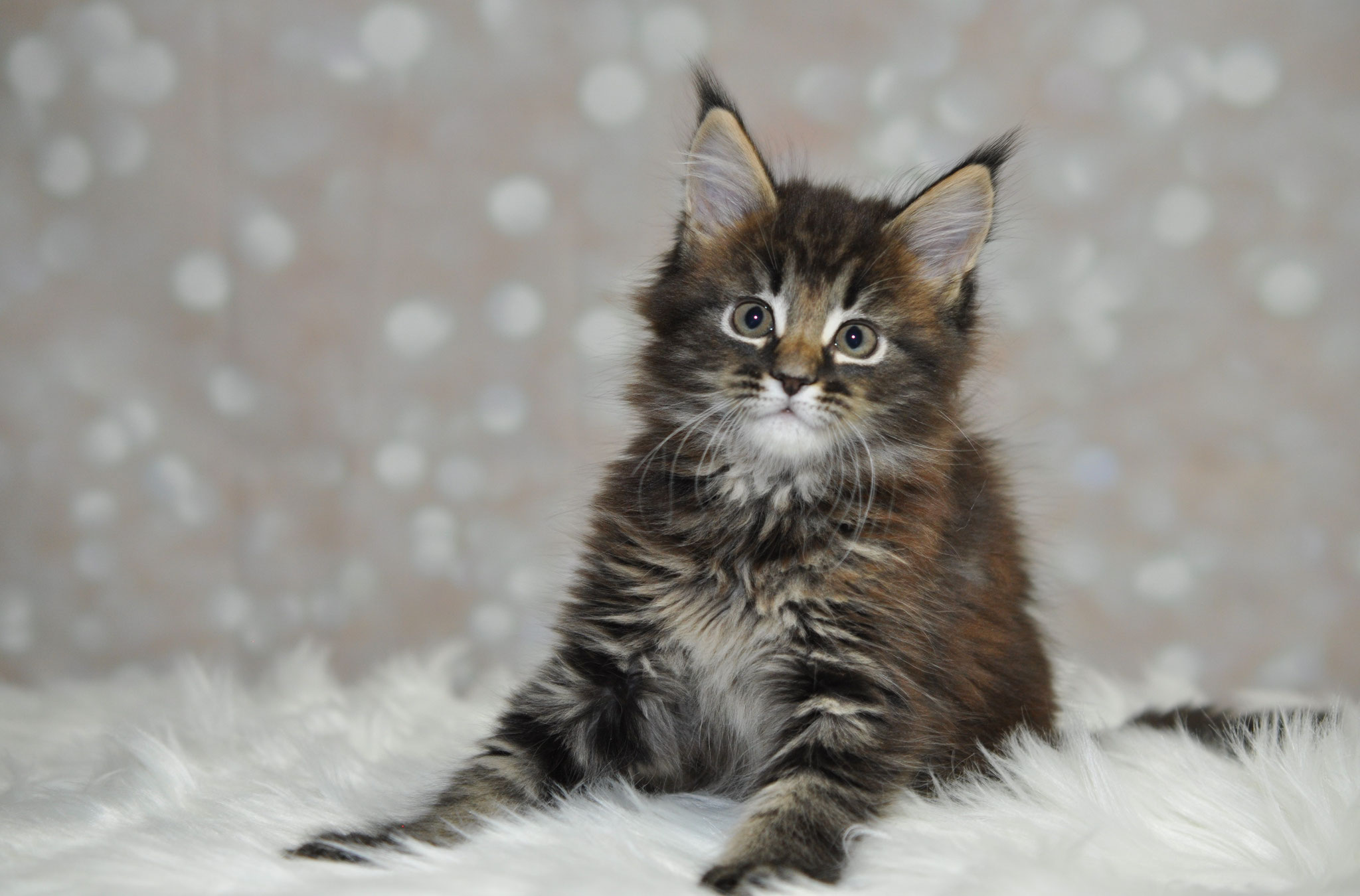 A cat sitting on top of a white blanket.