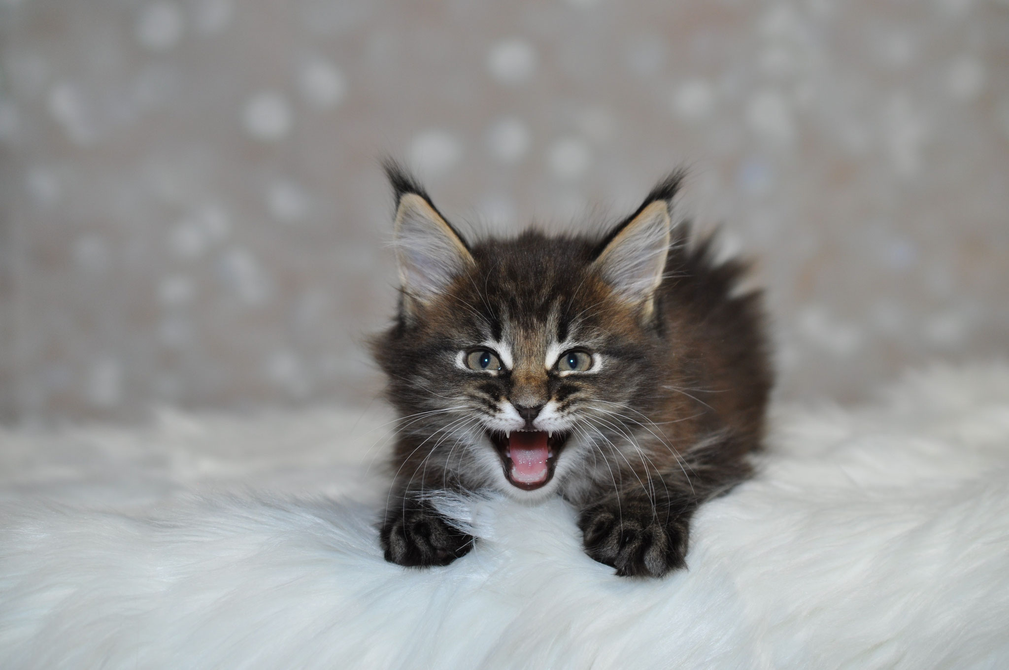 A cat is sitting on the ground and looking at the camera.
