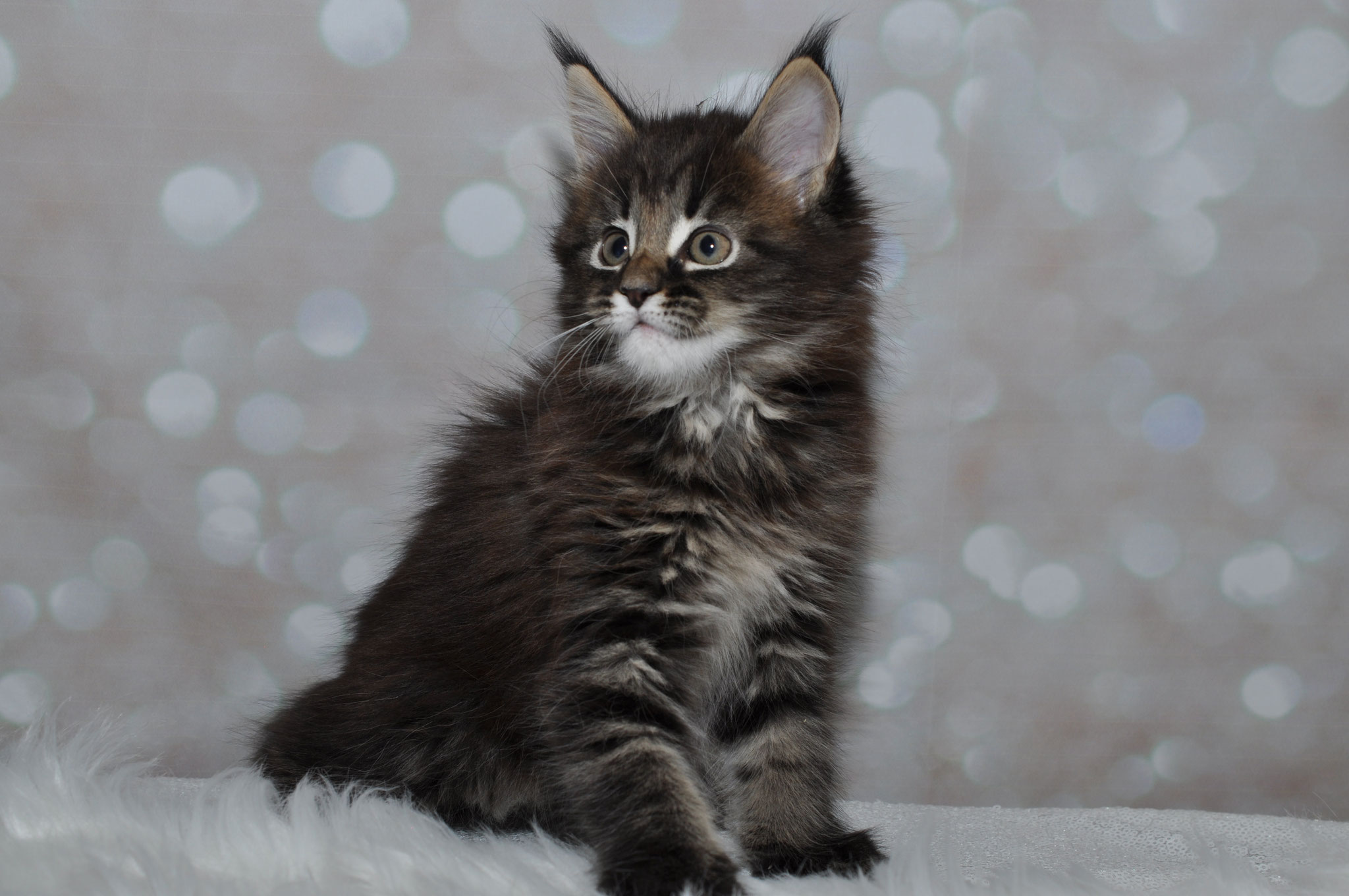 A cat sitting on top of a white blanket.