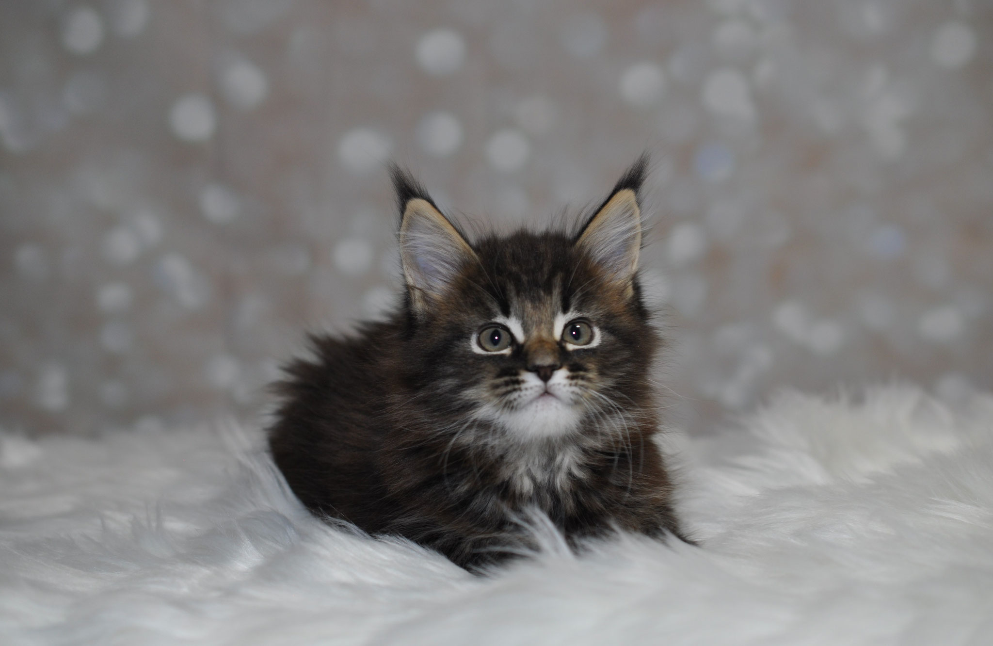 A fluffy cat sitting on top of white blanket.