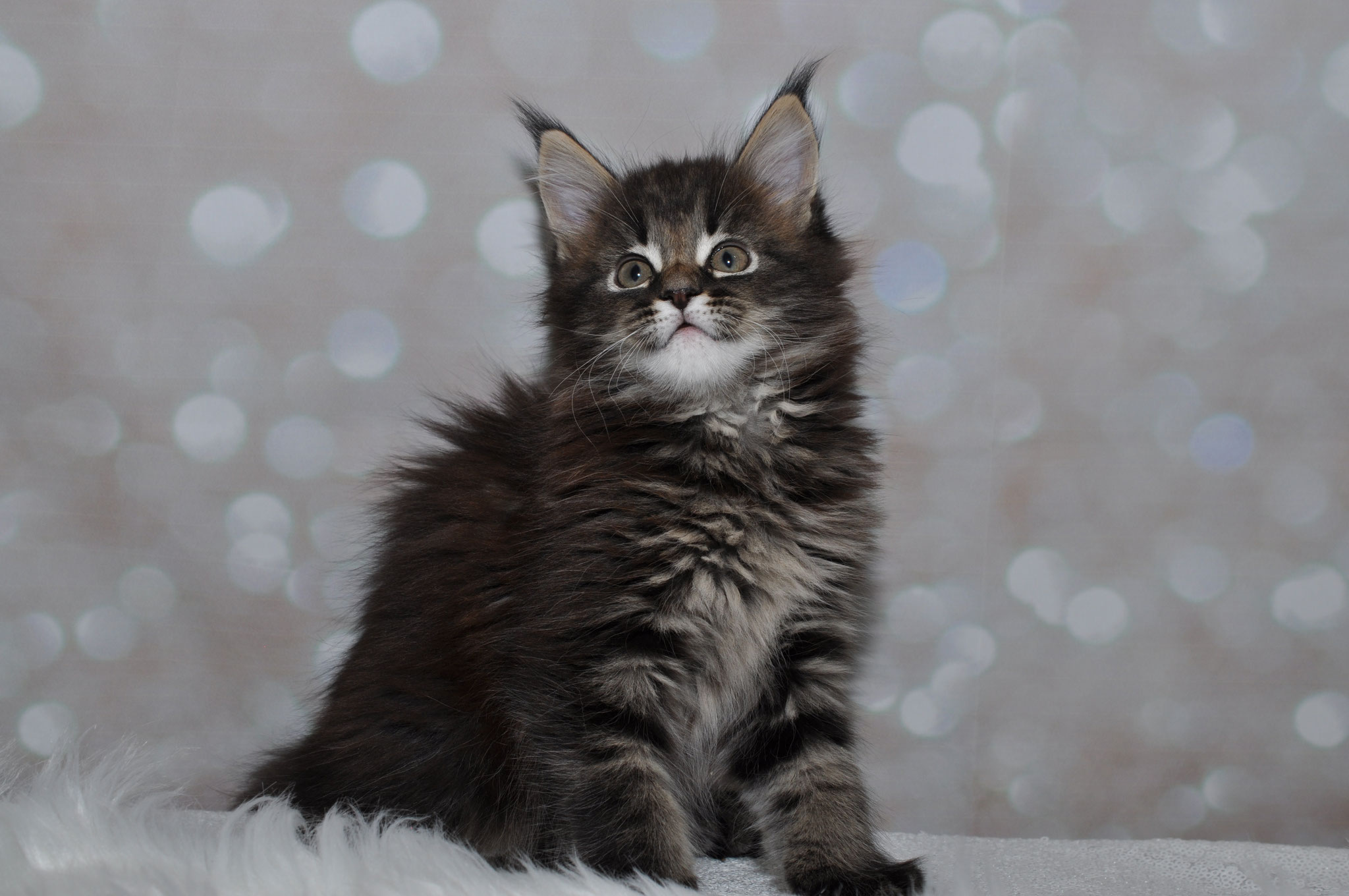A cat sitting on top of a white blanket.