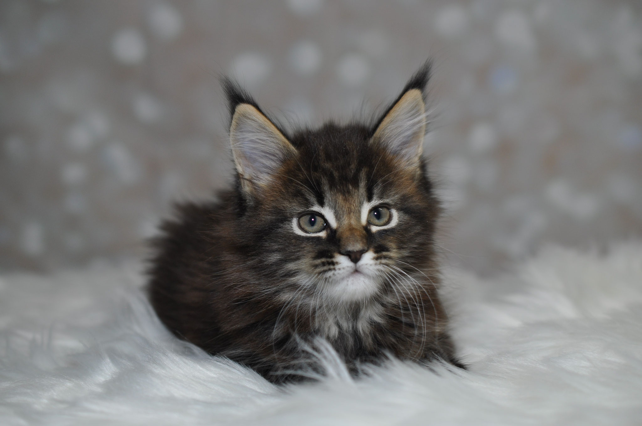 A cat sitting on top of a white blanket.