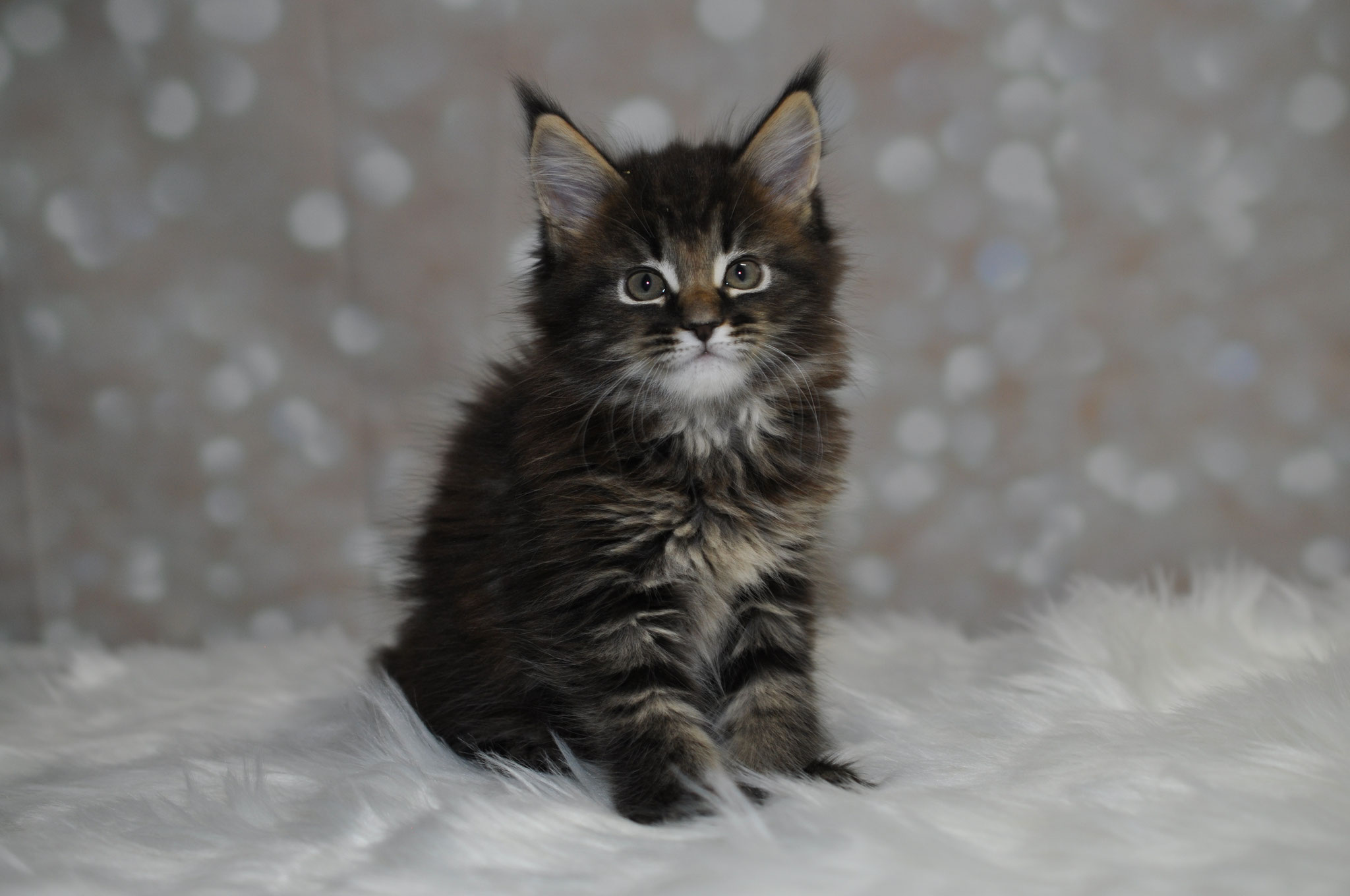 A fluffy cat sitting on top of some feathers