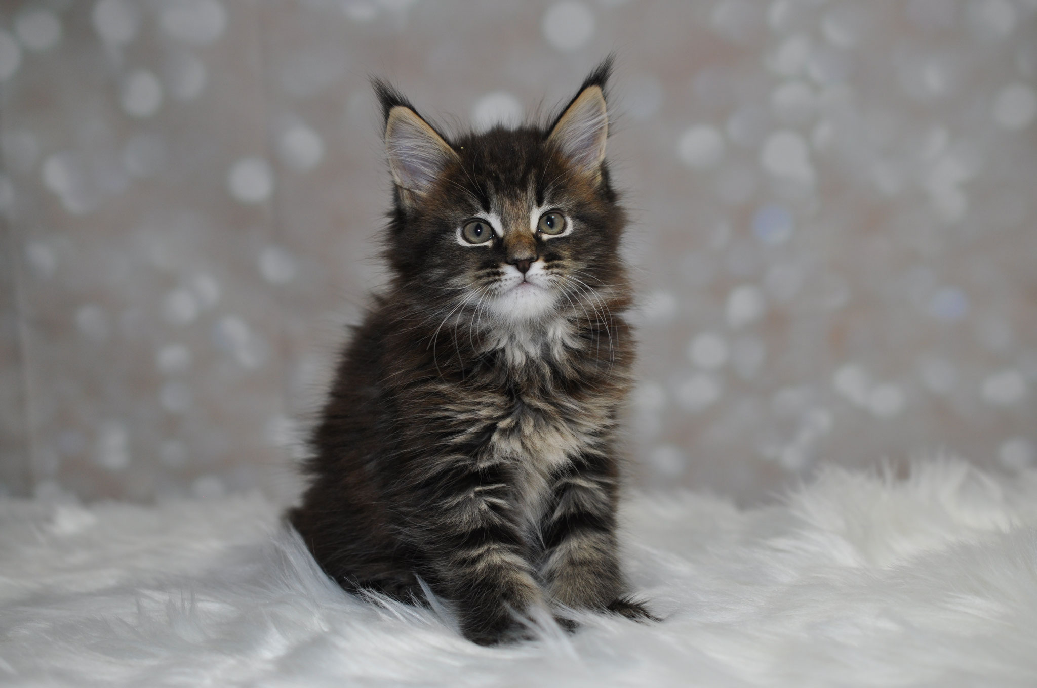 A fluffy cat sitting on top of white fur.