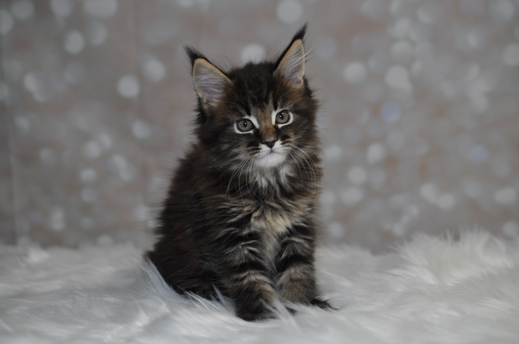 A cat sitting on top of some white feathers