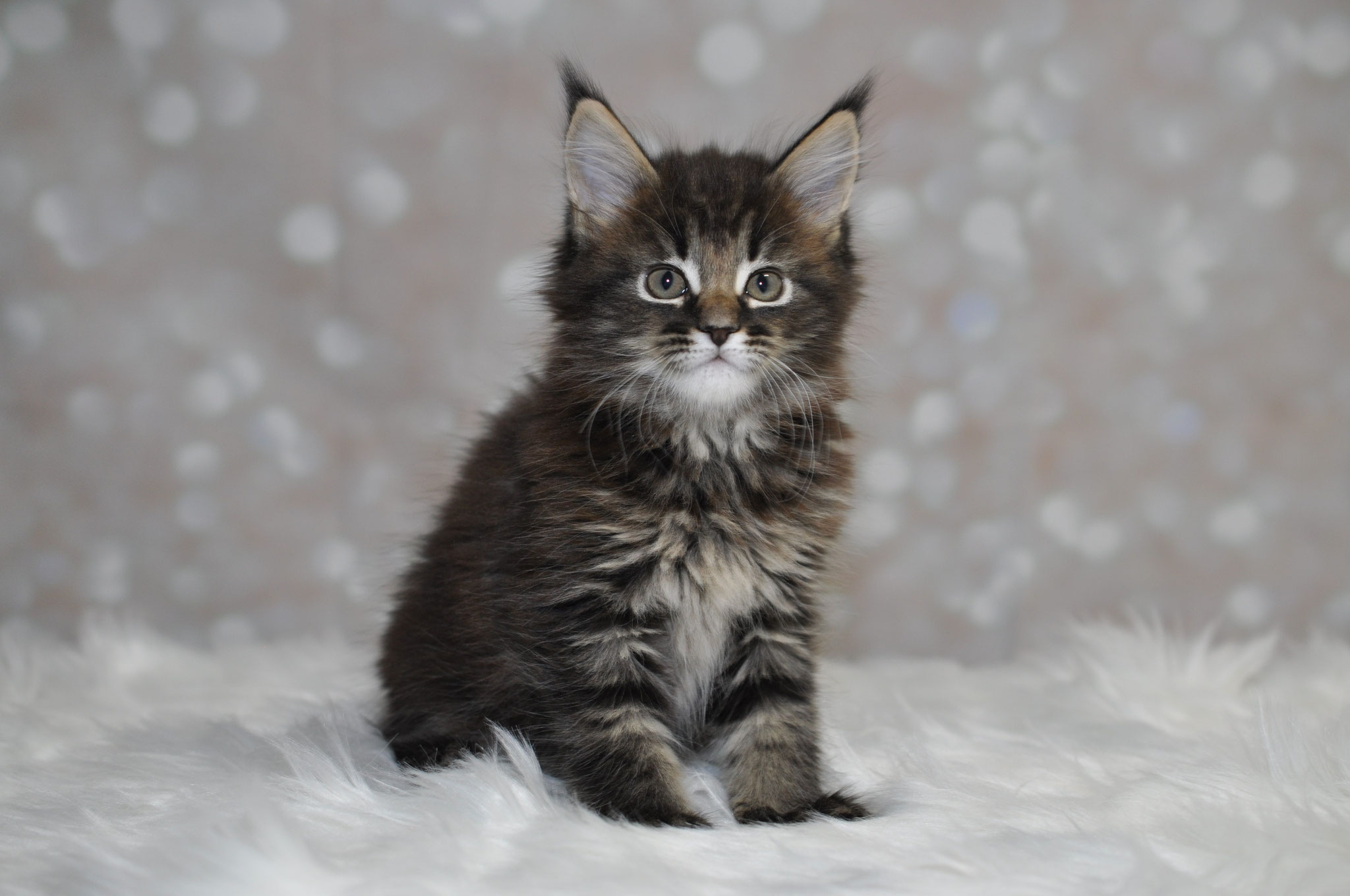 A fluffy cat sitting on top of a white blanket.