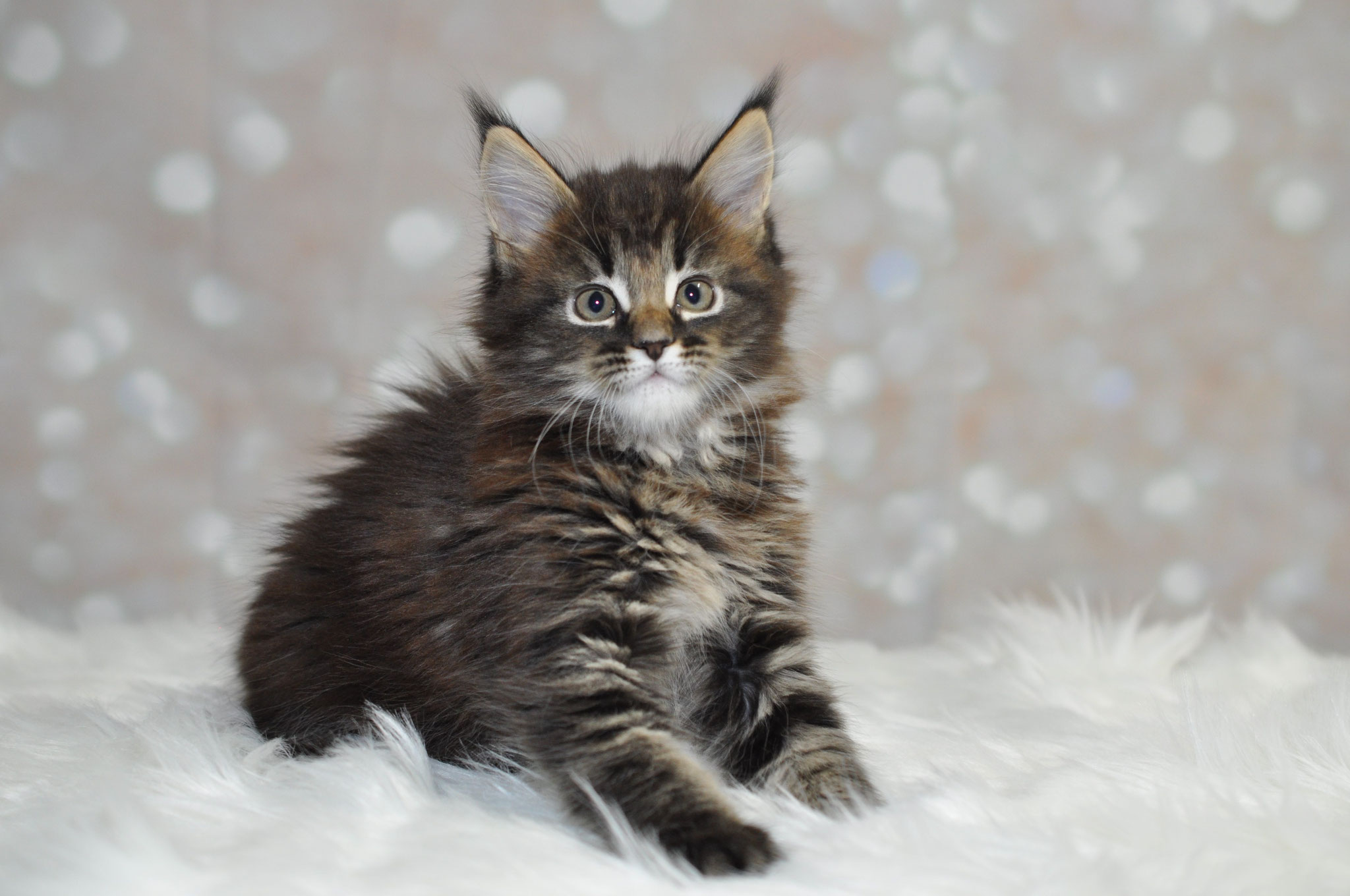 A fluffy cat sitting on top of white feathers.