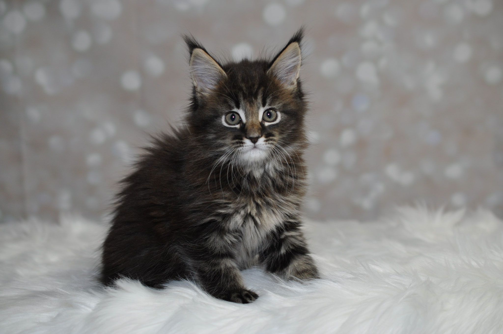 A fluffy kitten sitting on top of a white blanket.