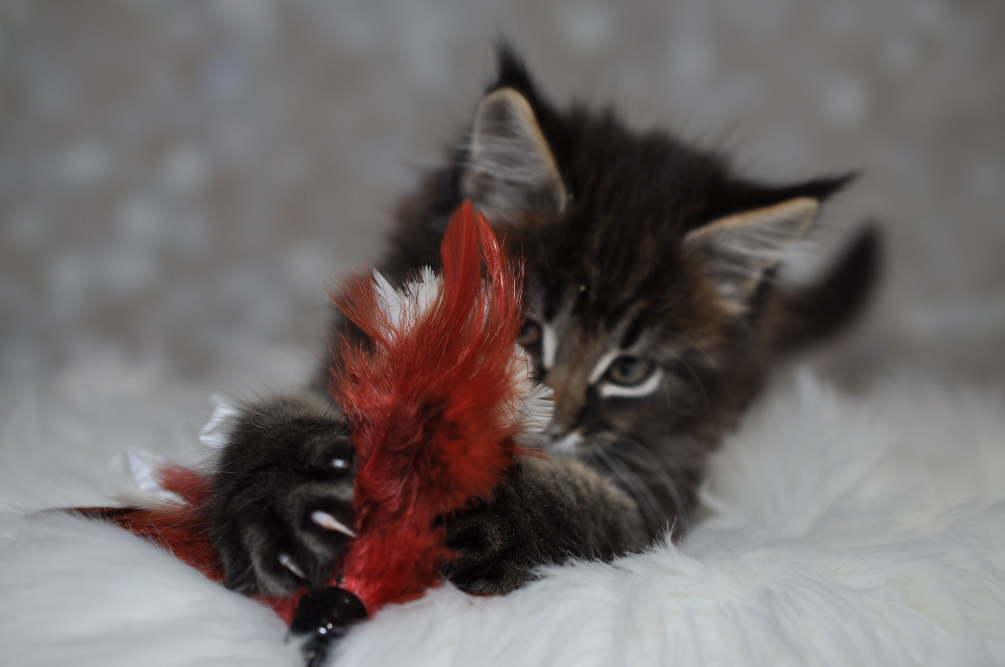 A cat is playing with a toy on the bed.