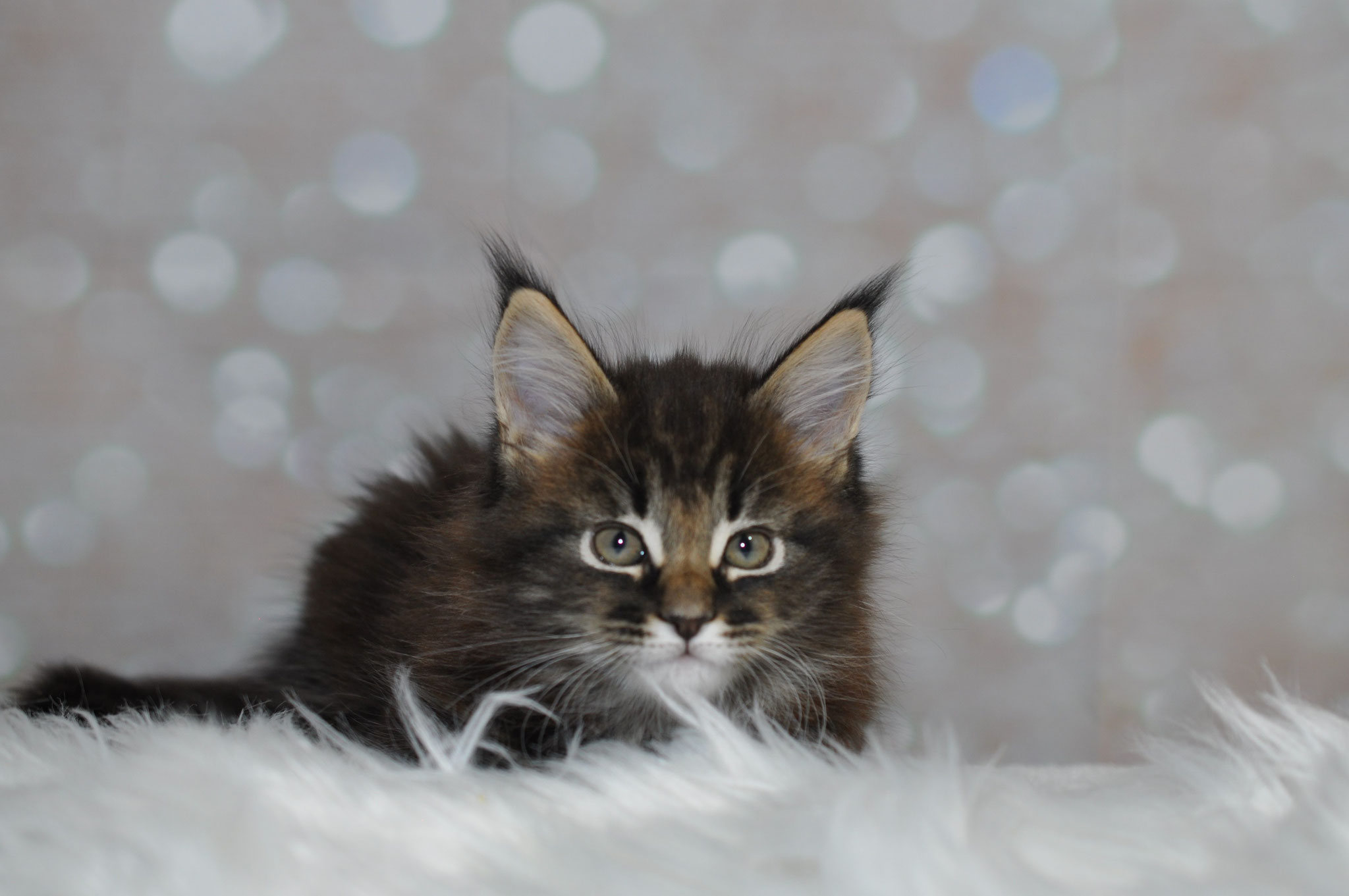 A cat sitting on top of some white feathers