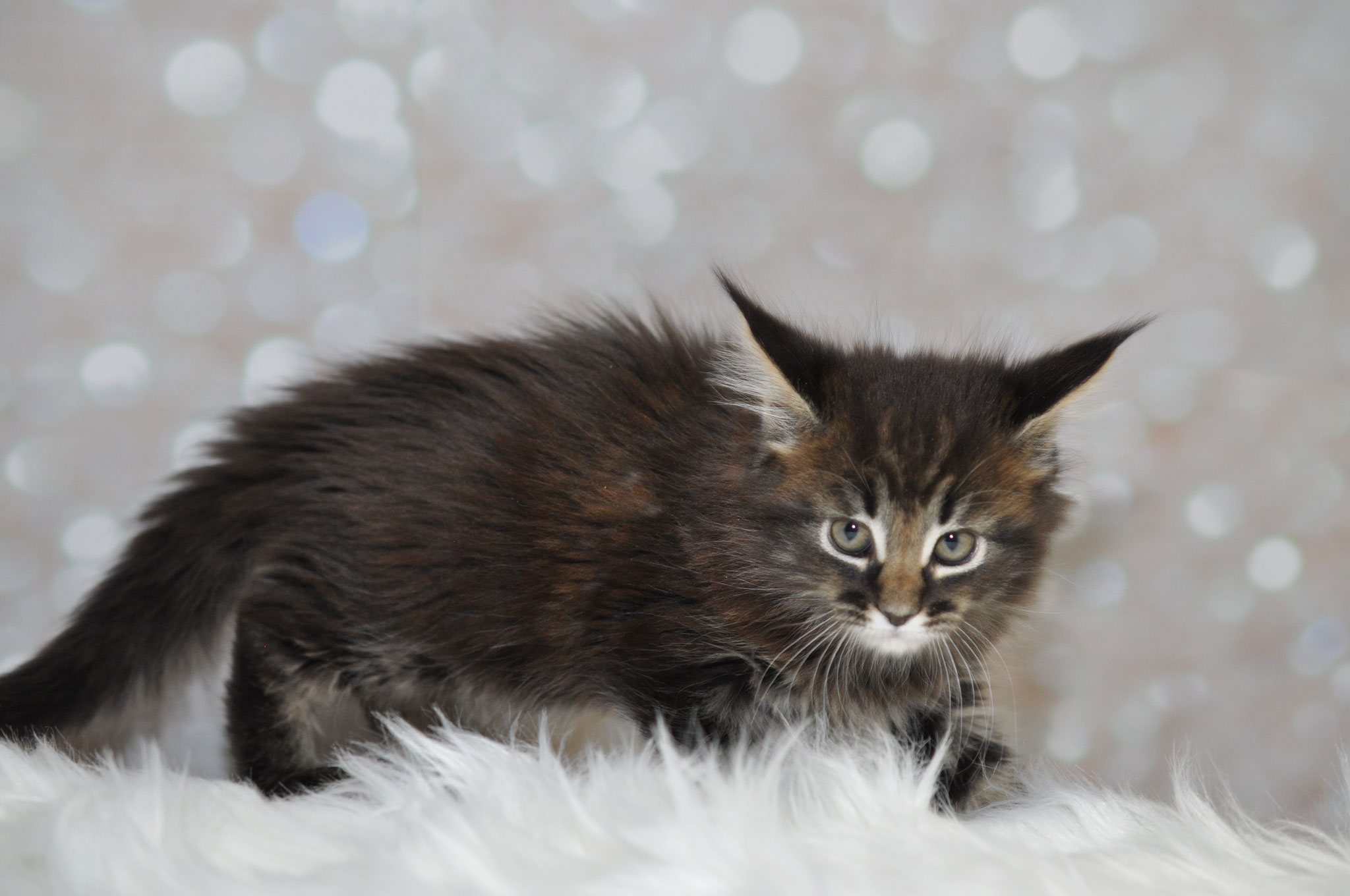A cat that is sitting on top of some white fur