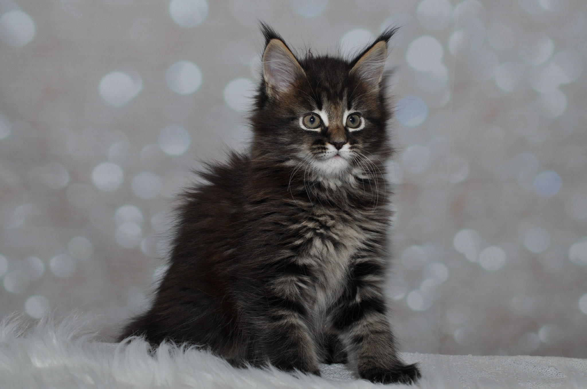 A cat sitting on top of a white blanket.