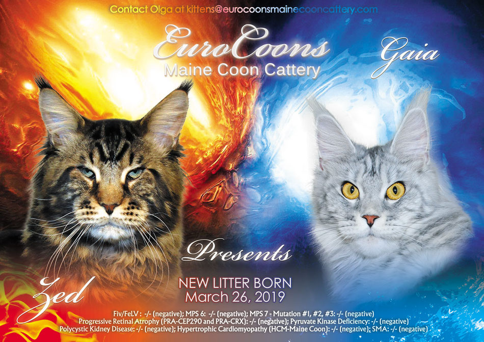 A poster of two cats with different colors and designs.