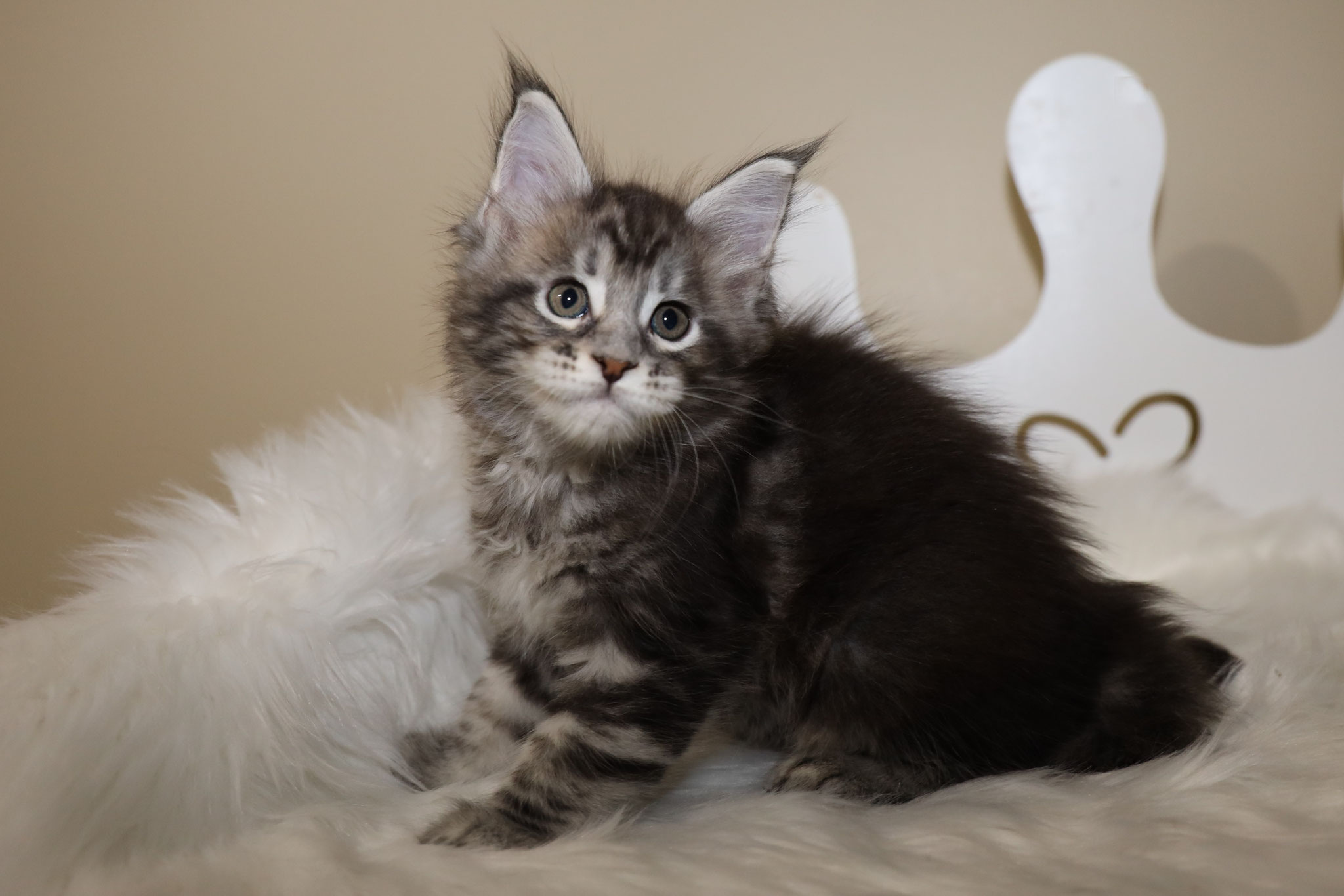A fluffy cat sitting on top of a white blanket.