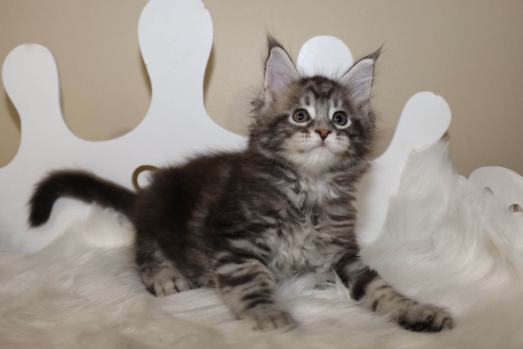 A cat that is sitting on top of a bed.