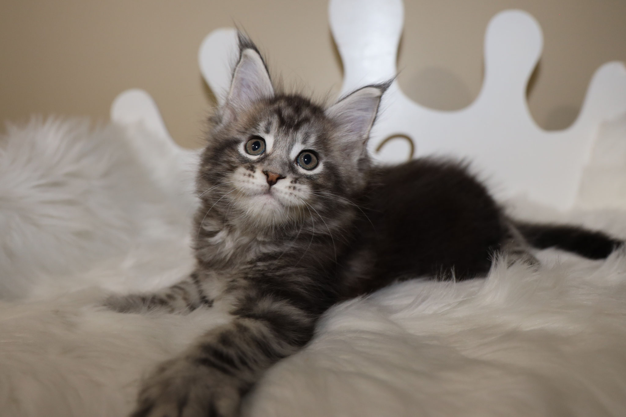 A cat laying on top of a bed with its head up.