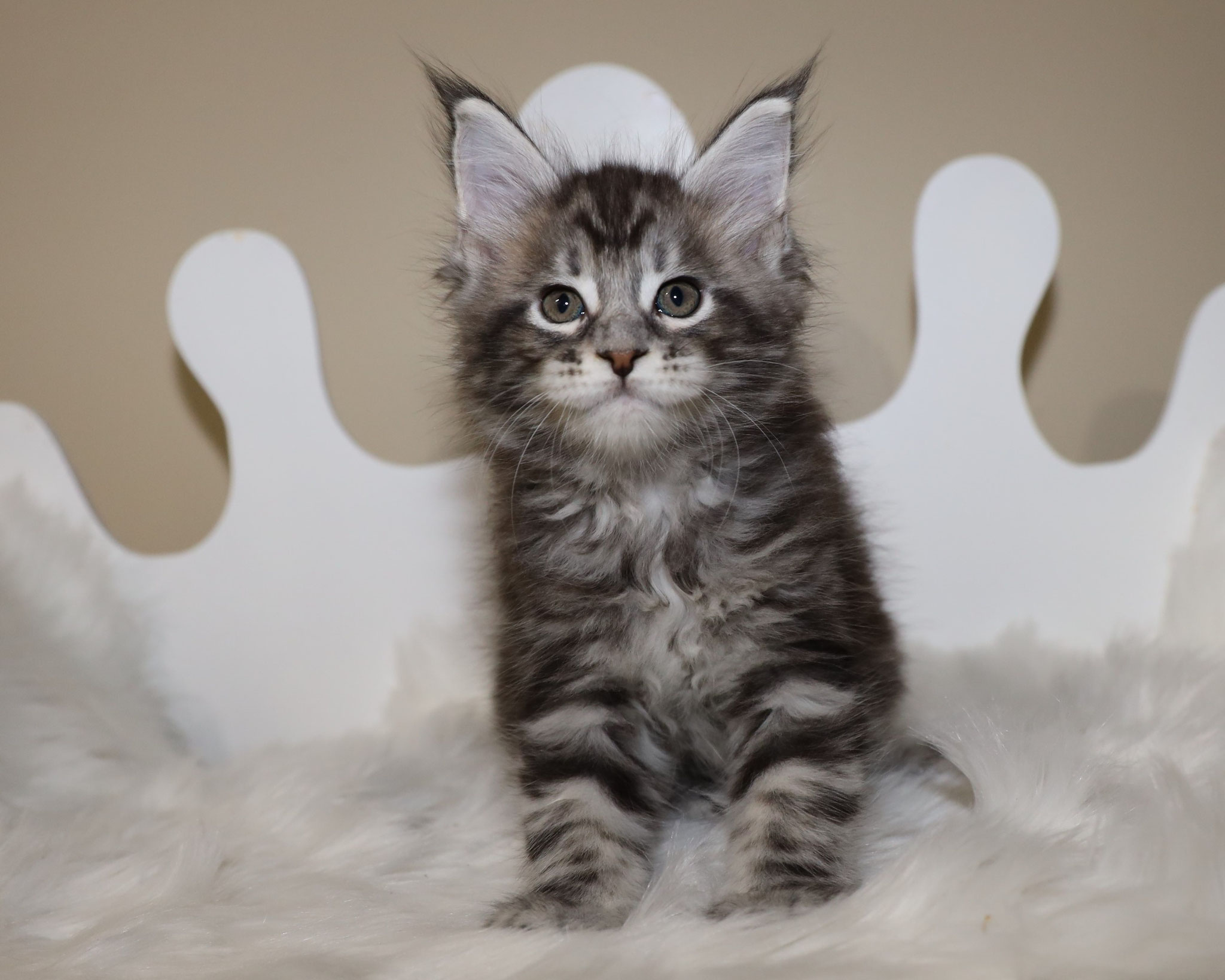 A cat sitting on top of a white rug.